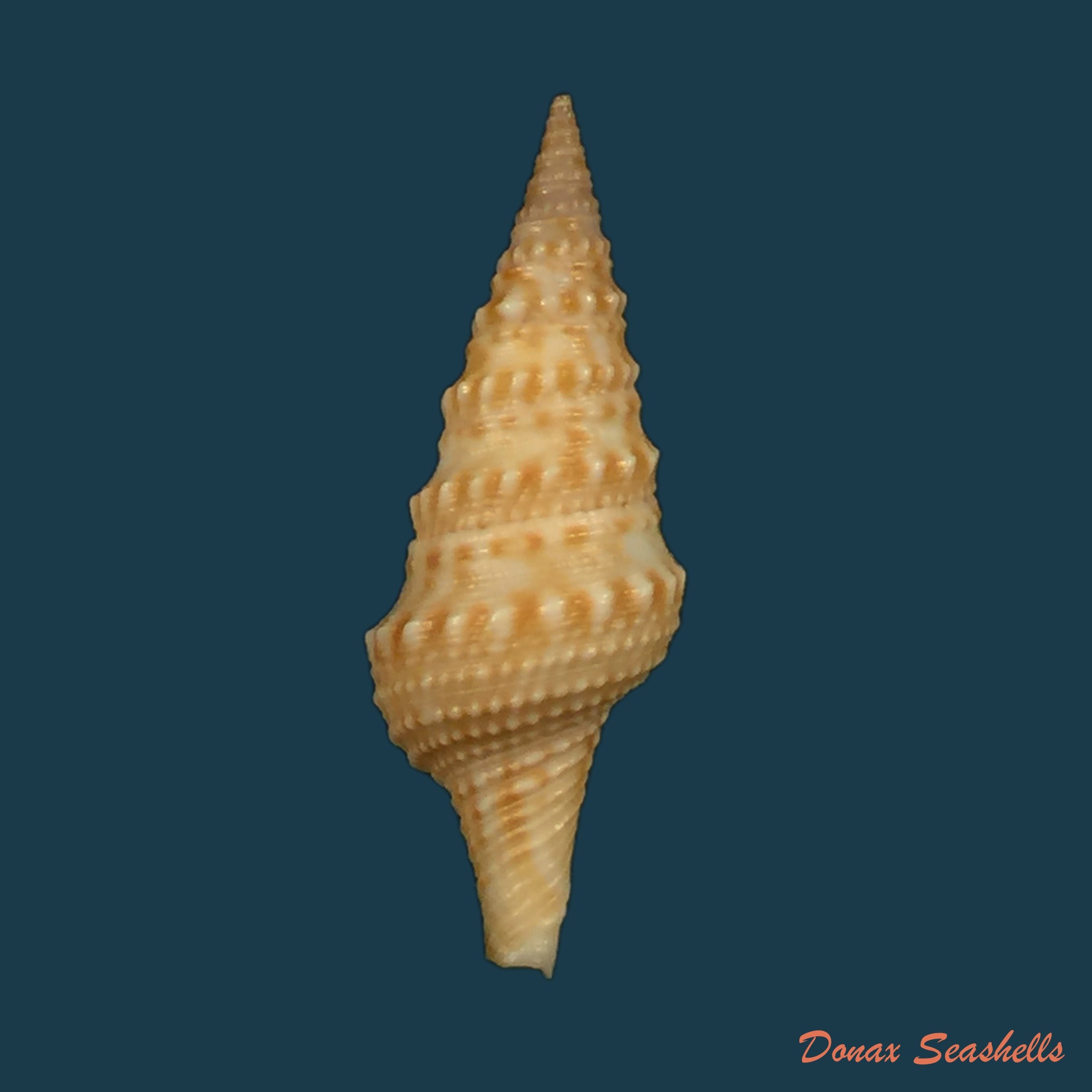 copia-de-turricula-nelliae-spuria-hedley-1922-36-5mm
