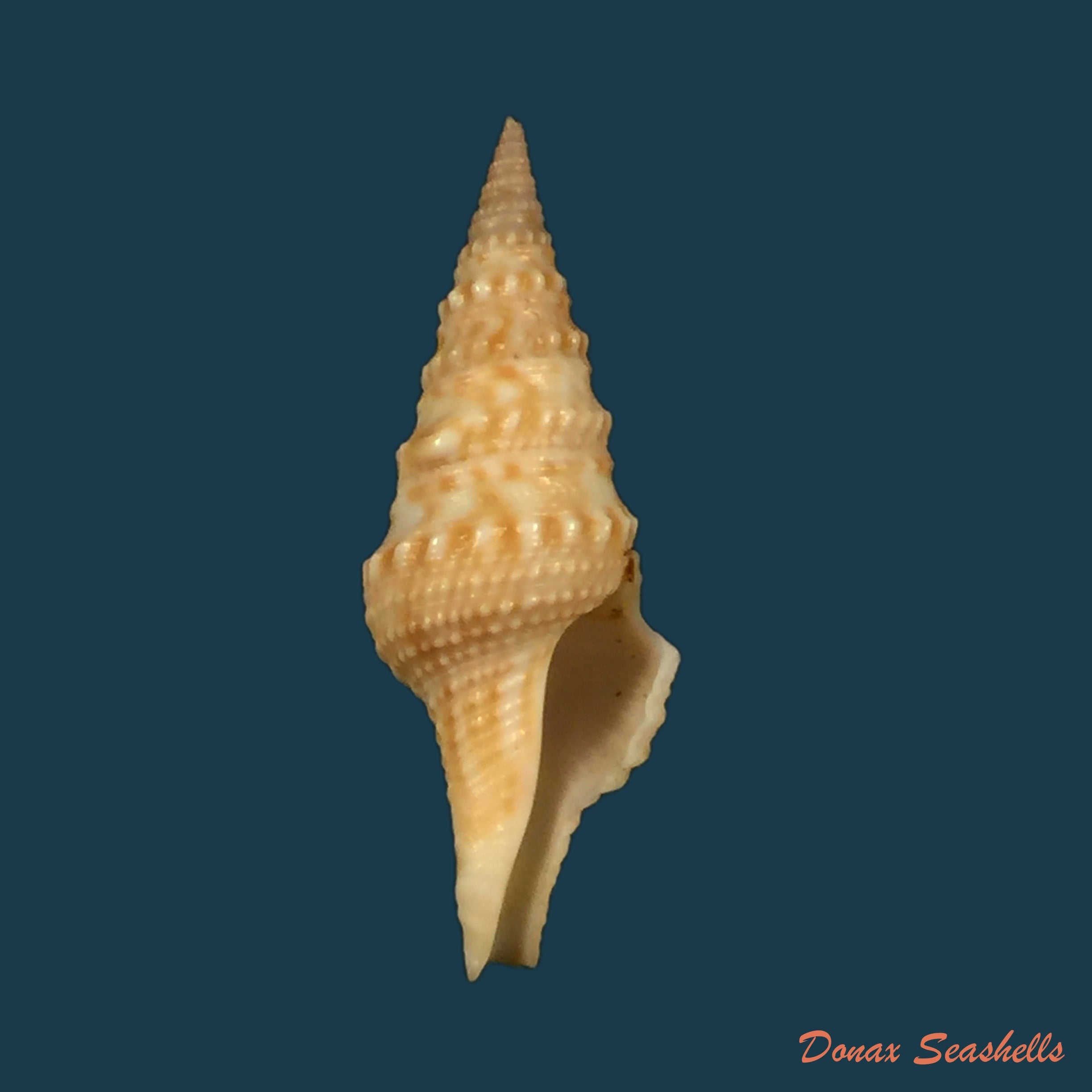 copia-de-turricula-nelliae-spuria-hedley-1922-36-5mm