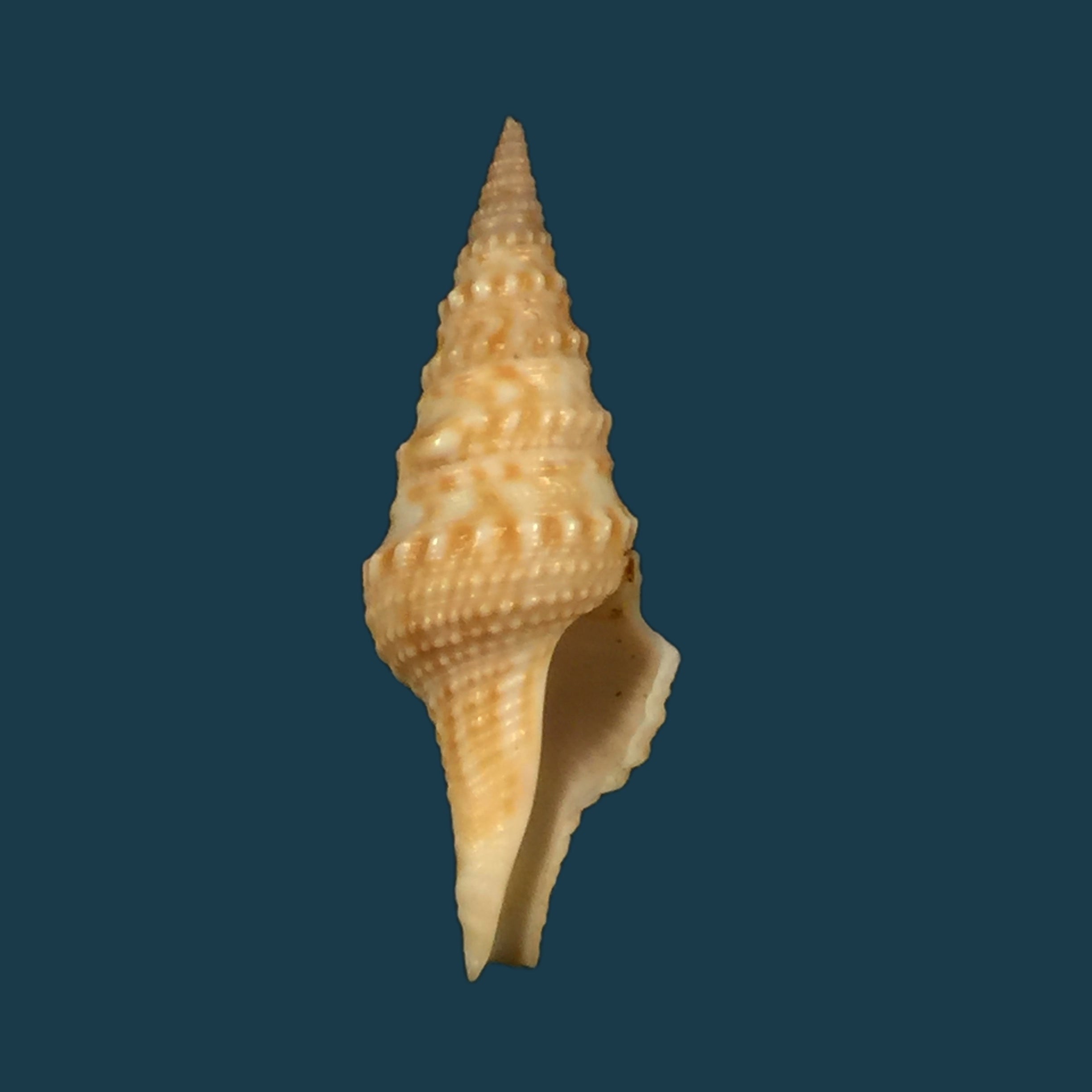 Turricula neliae spia (Hedley, 1922) - 32,6mm