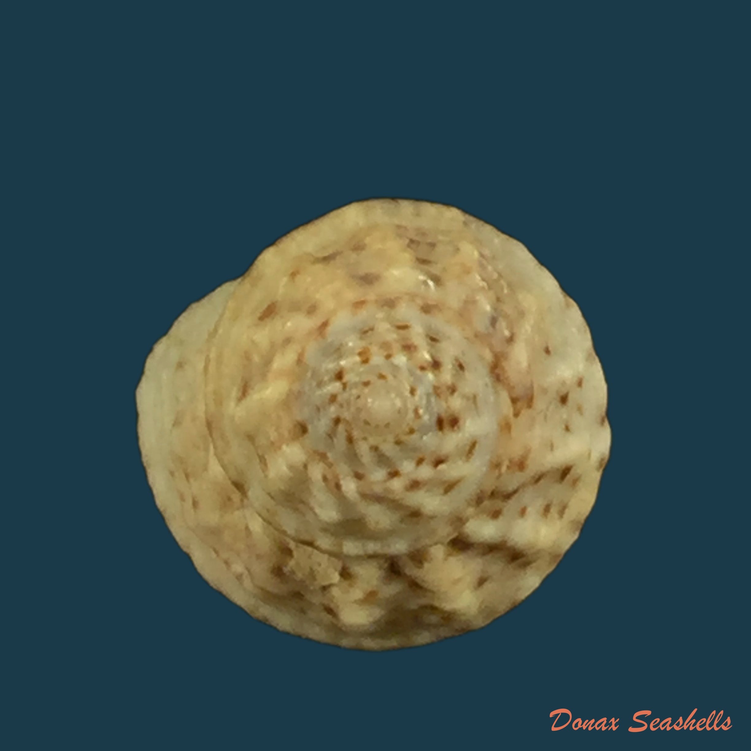 copia-de-turritella-variegata-linnaeus-1758-86-9mm