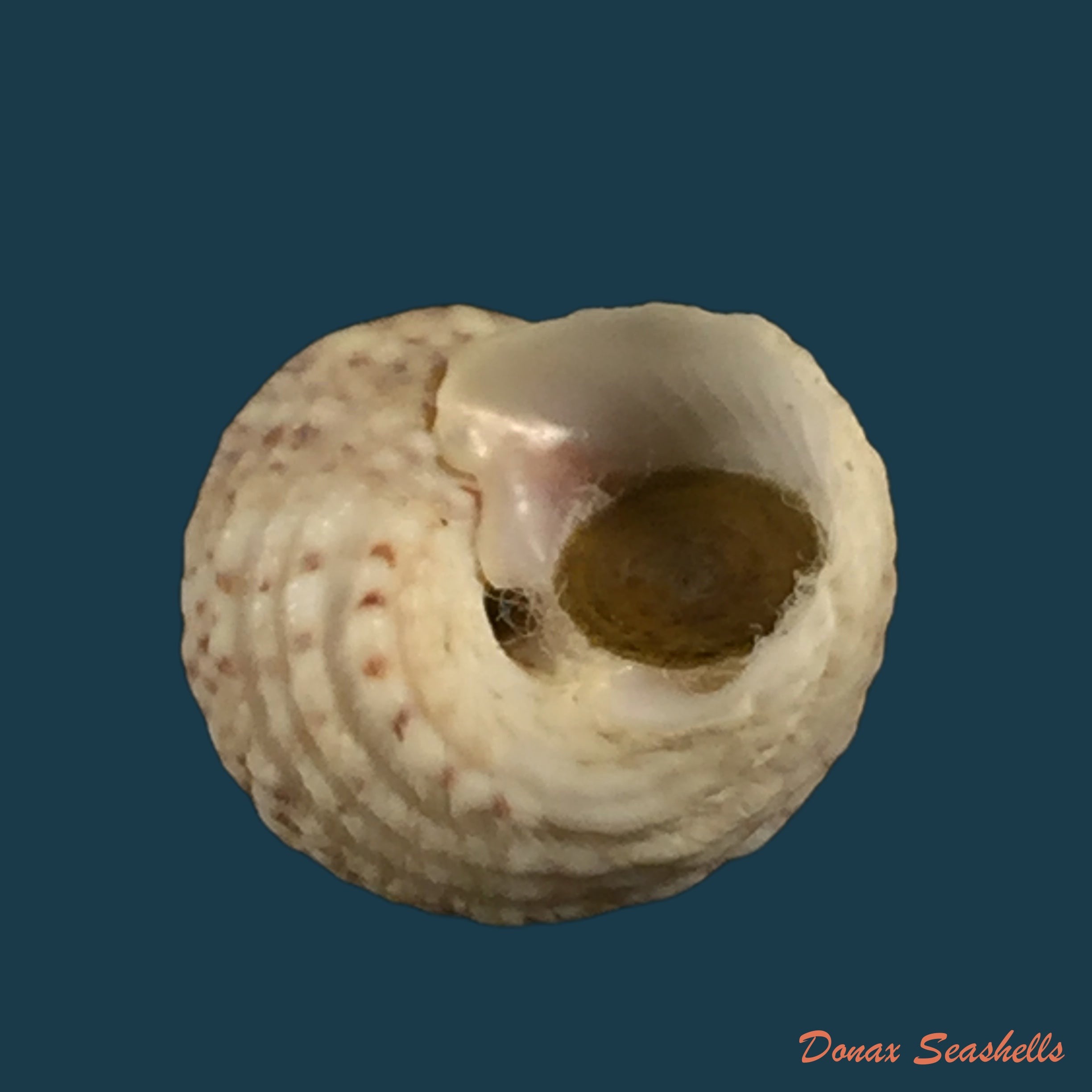copia-de-turritella-variegata-linnaeus-1758-86-9mm