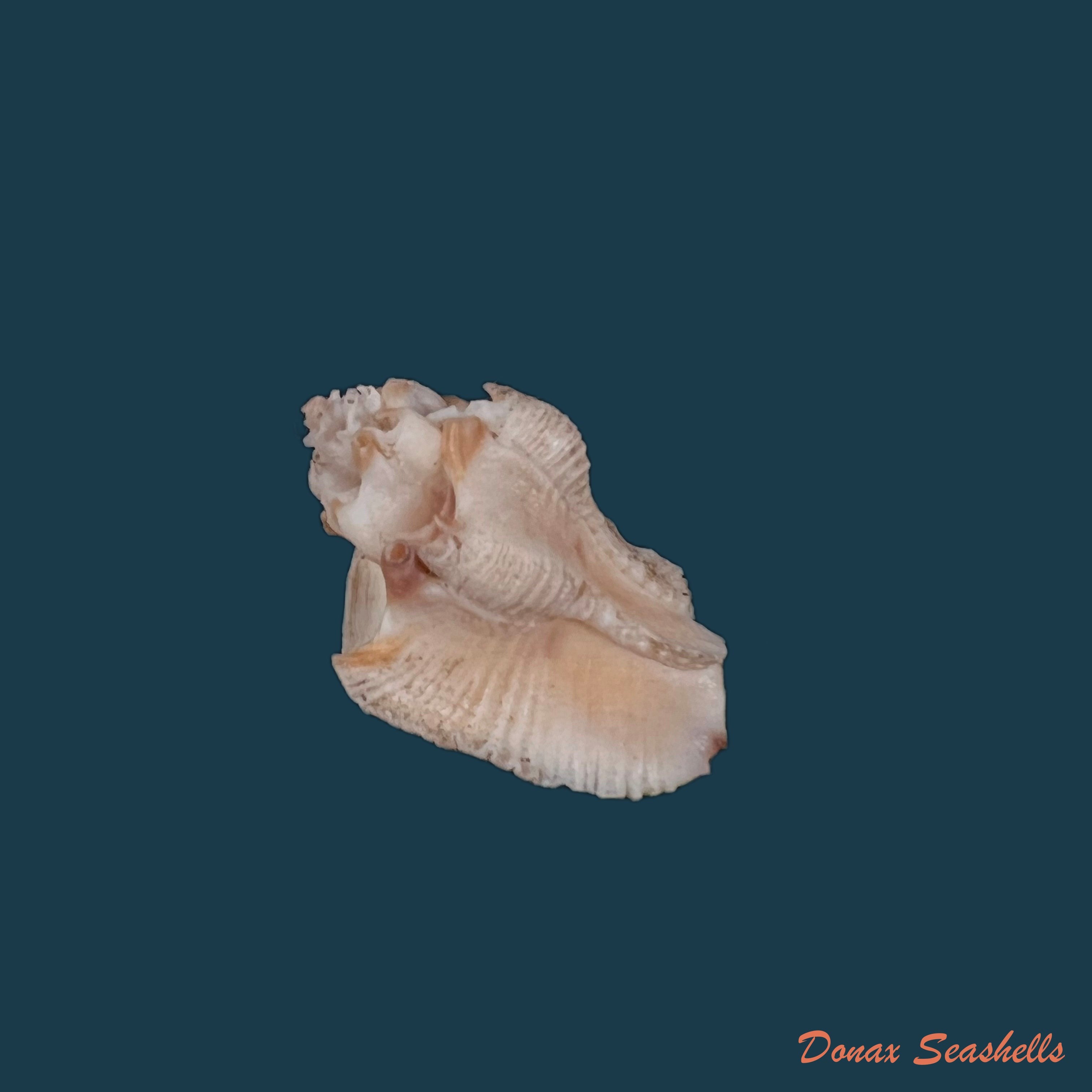 copia-de-typhina-grandis-a-adams-1855-23-2mm