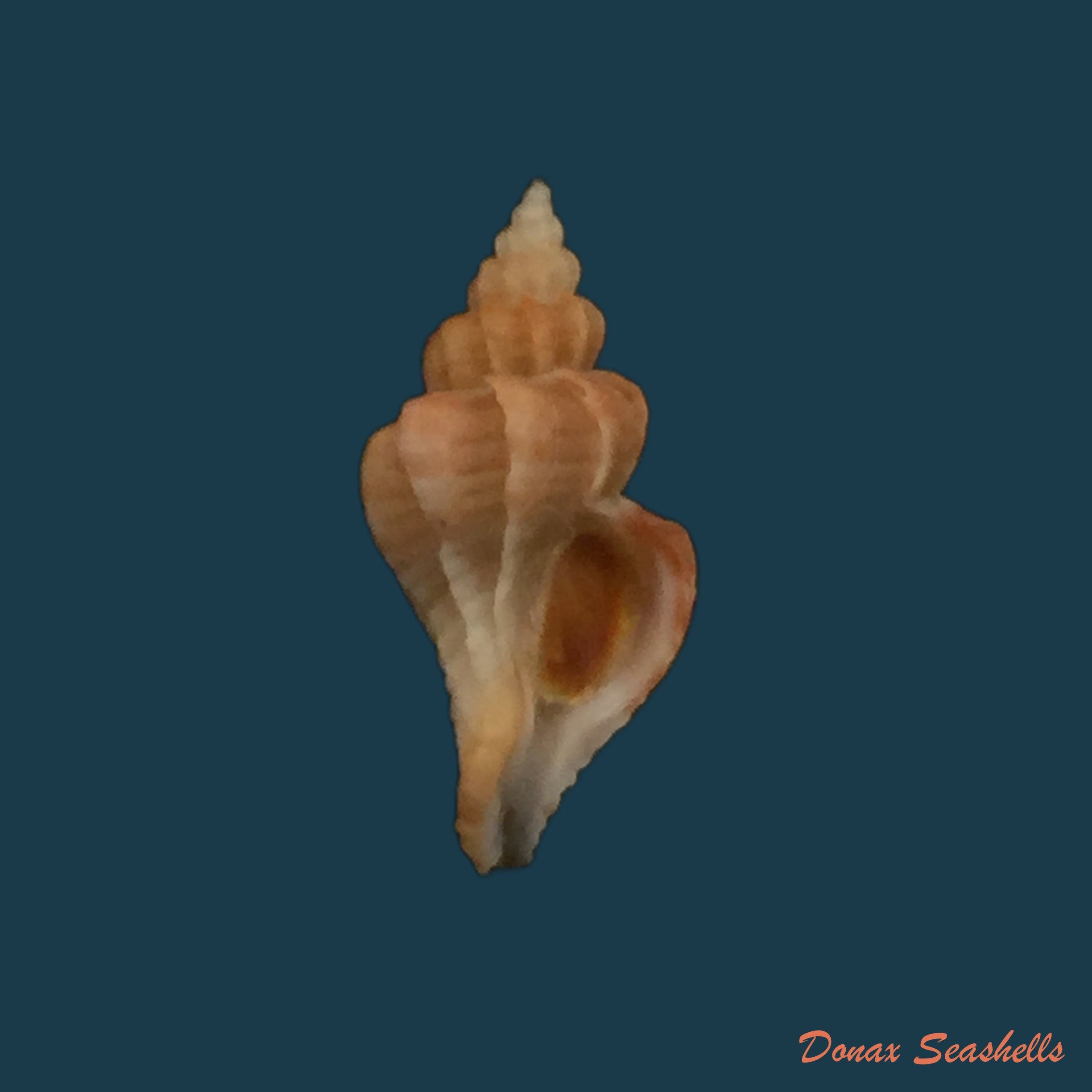 copia-de-typhis-cleryi-petit-1840-20-6mm
