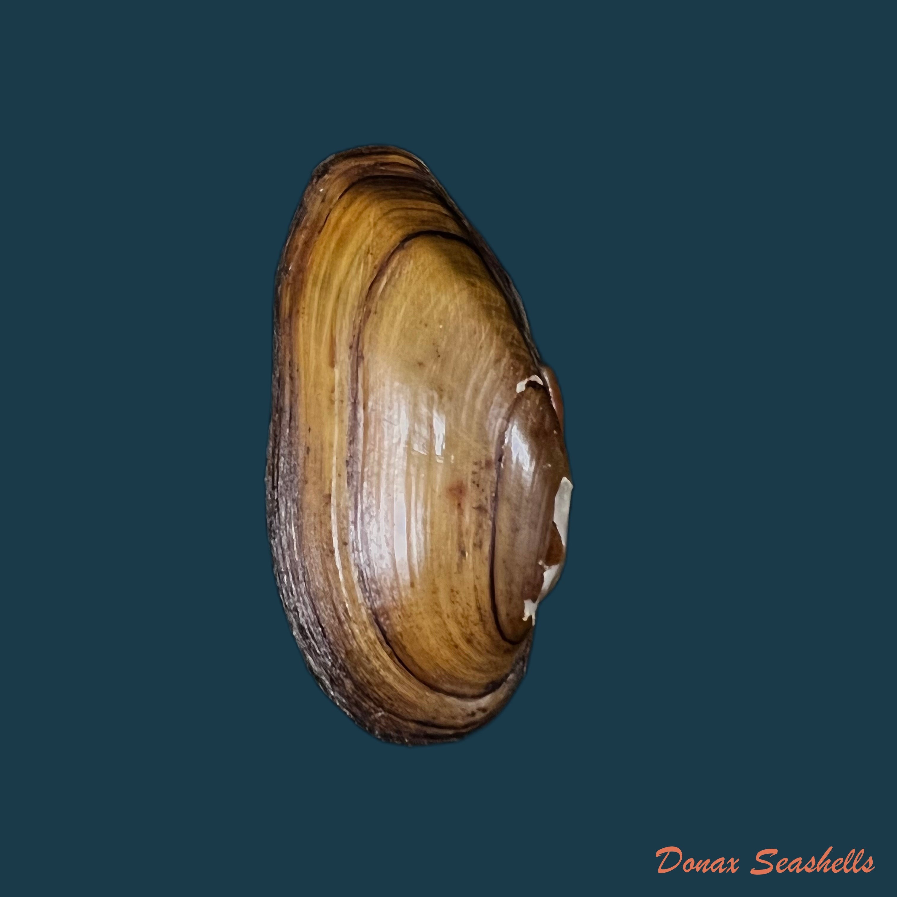 copia-de-unio-delphinus-spengler-1793-46-8mm-1