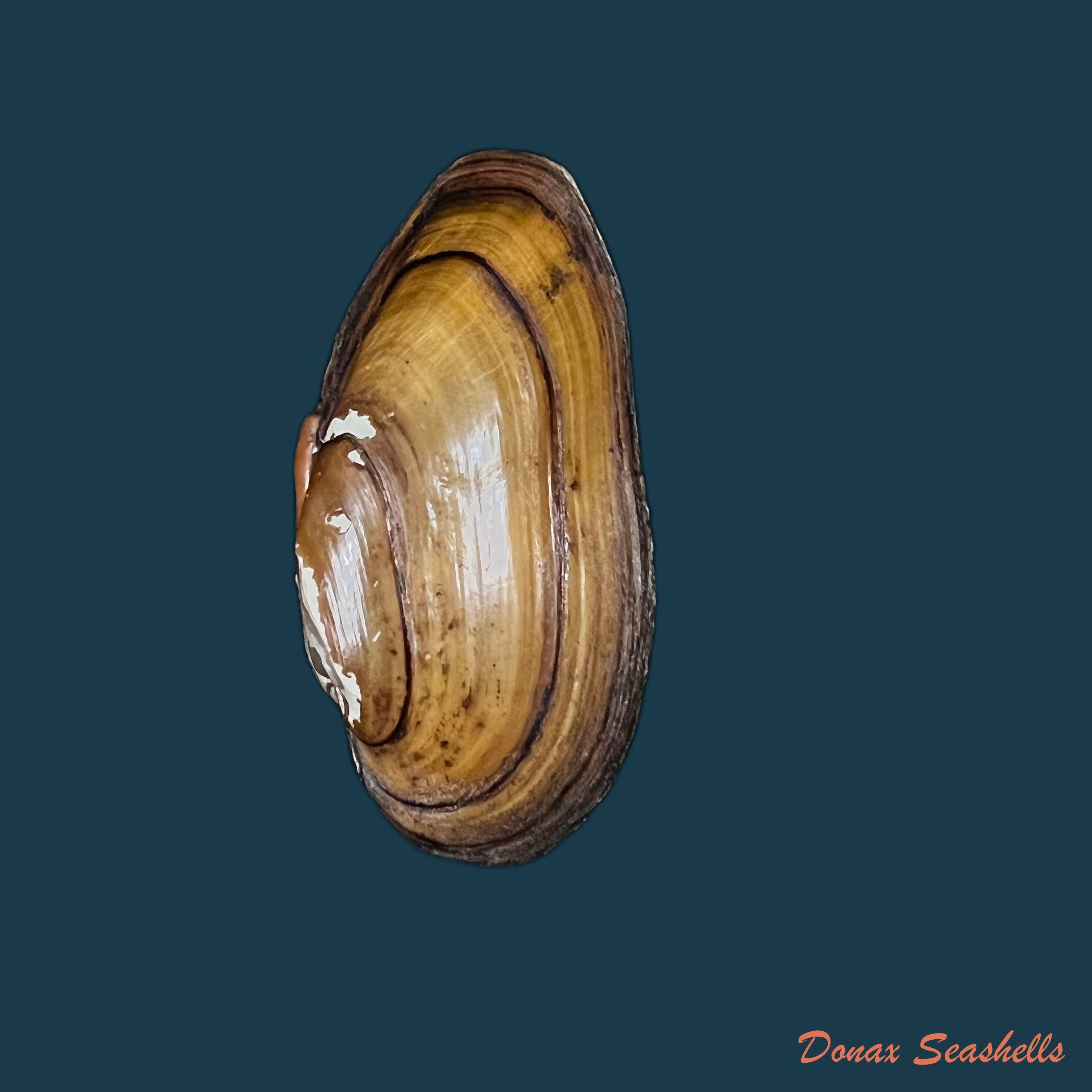 copia-de-unio-delphinus-spengler-1793-46-8mm-1