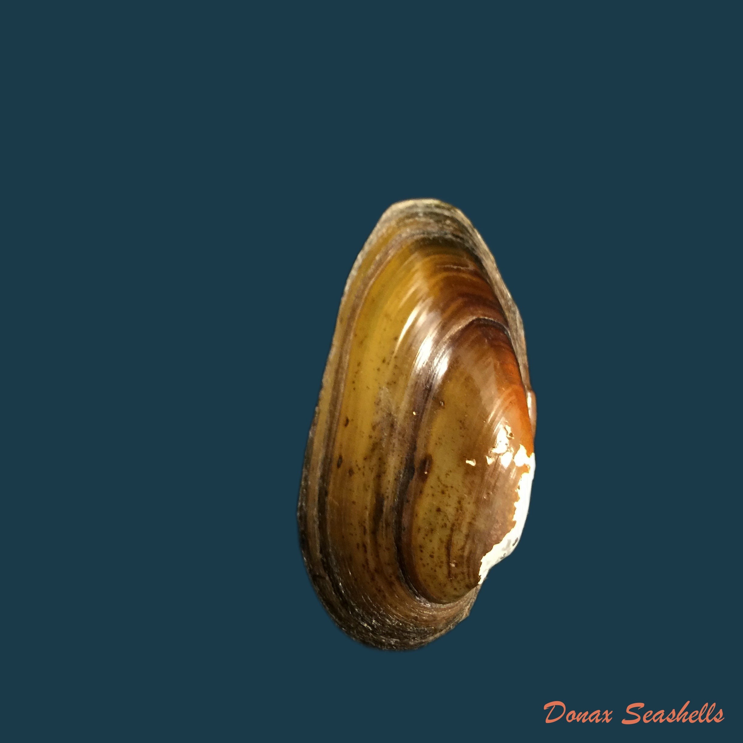copia-de-unio-delphinus-spengler-1793-46-8mm