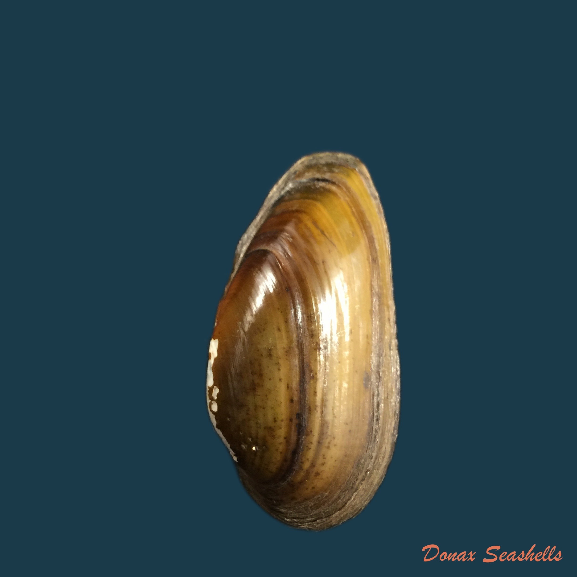 copia-de-unio-delphinus-spengler-1793-46-8mm