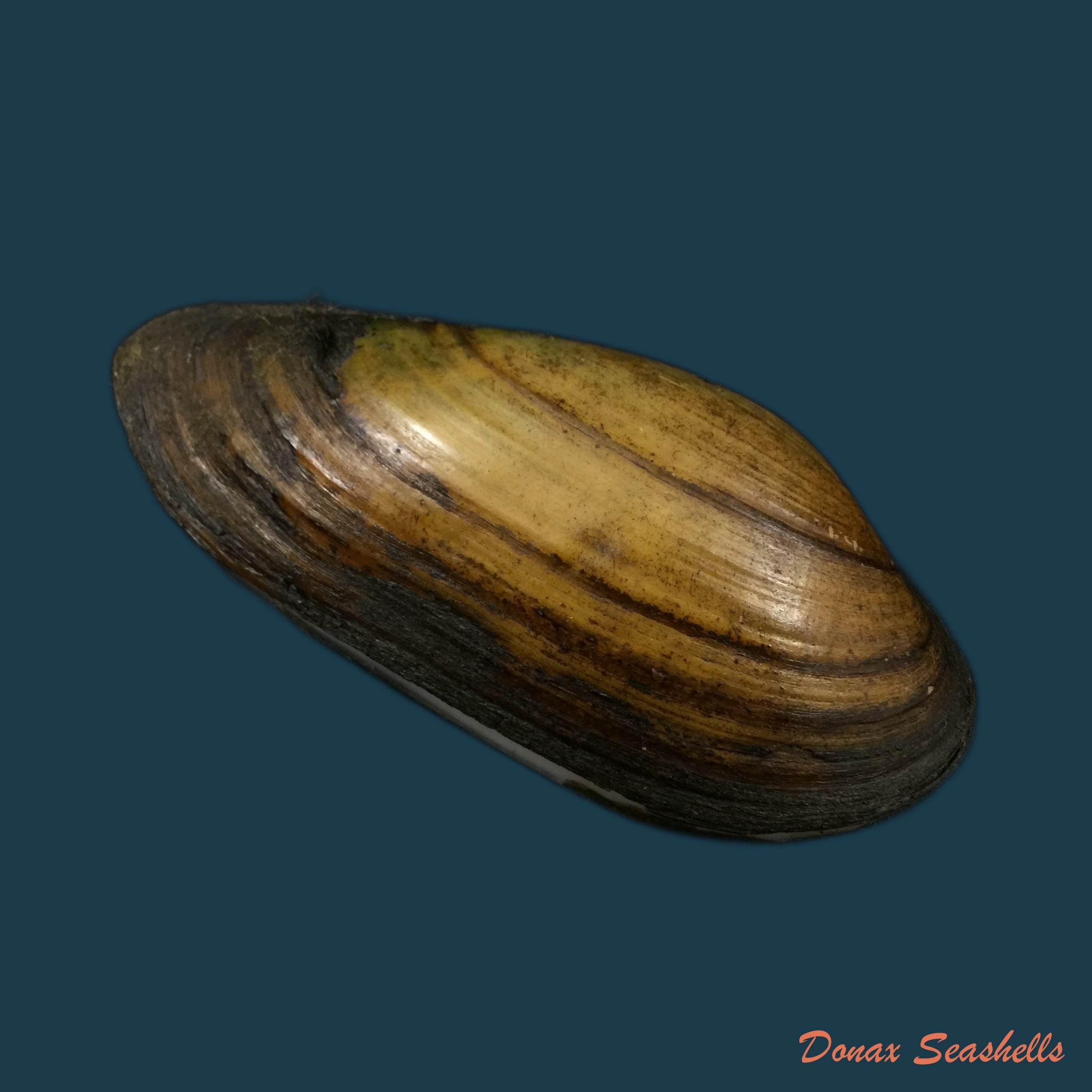 copia-de-unio-delphinus-spengler-1793-47-8mm