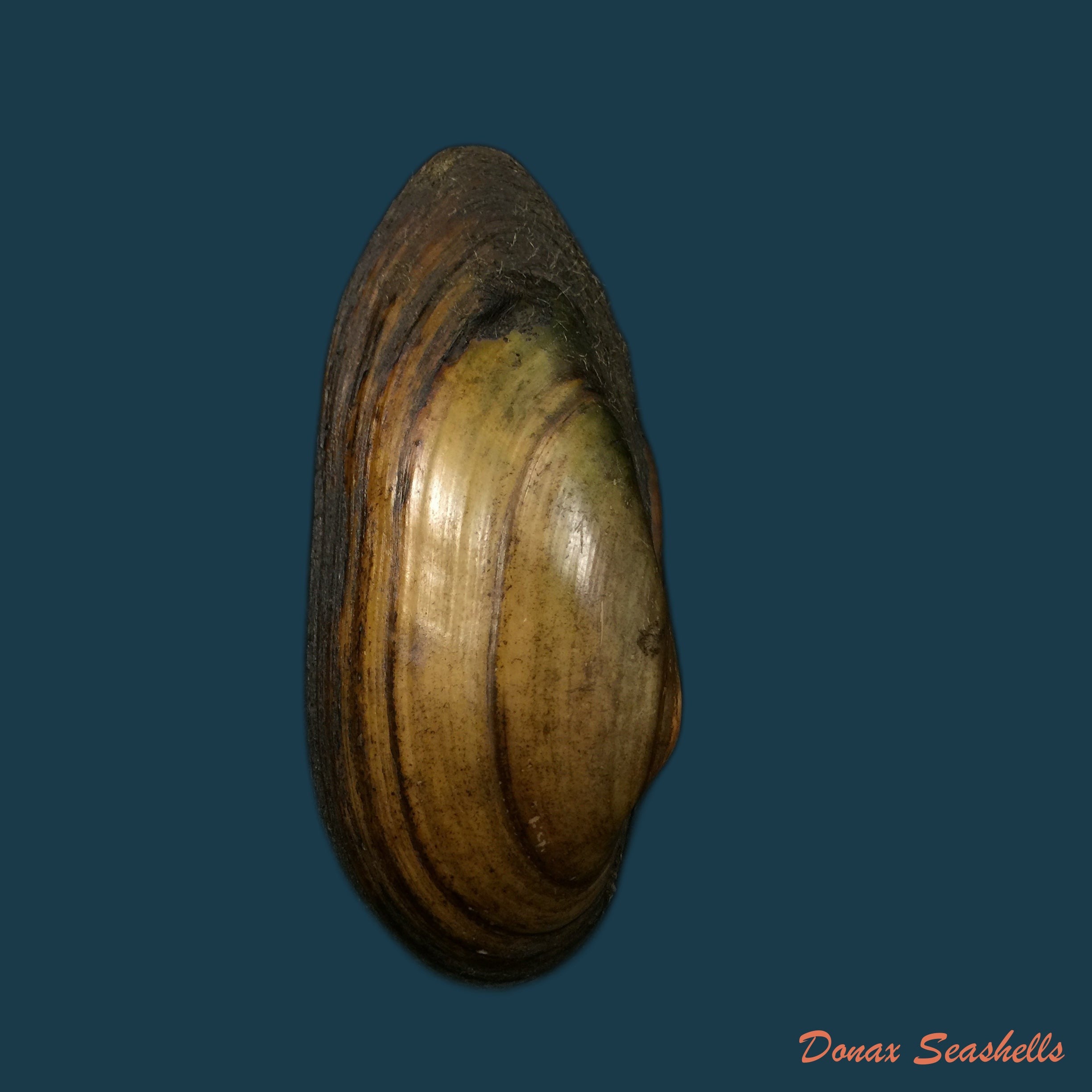 copia-de-unio-delphinus-spengler-1793-47-8mm