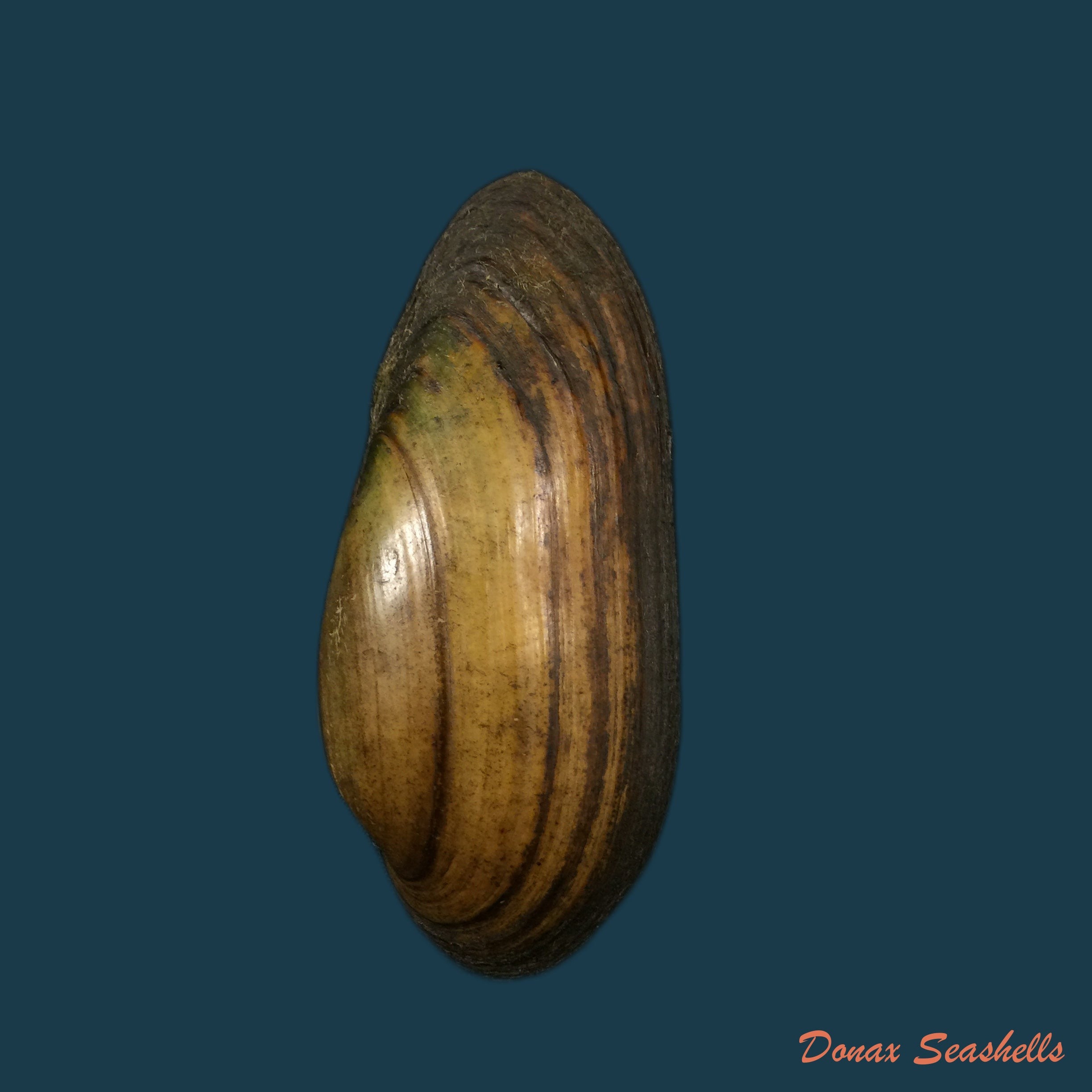 copia-de-unio-delphinus-spengler-1793-47-8mm