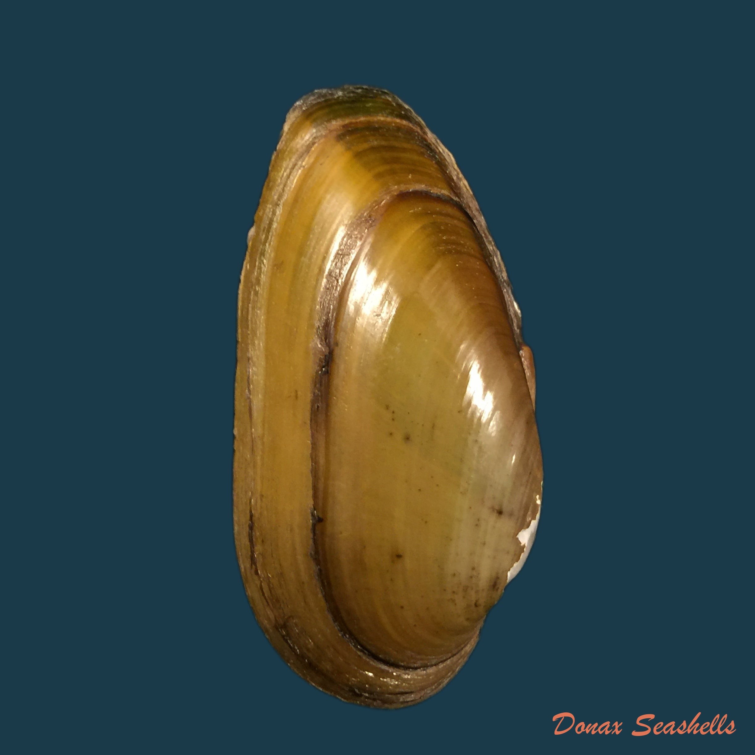 copia-de-unio-delphinus-spengler-1793-49-6mm-1