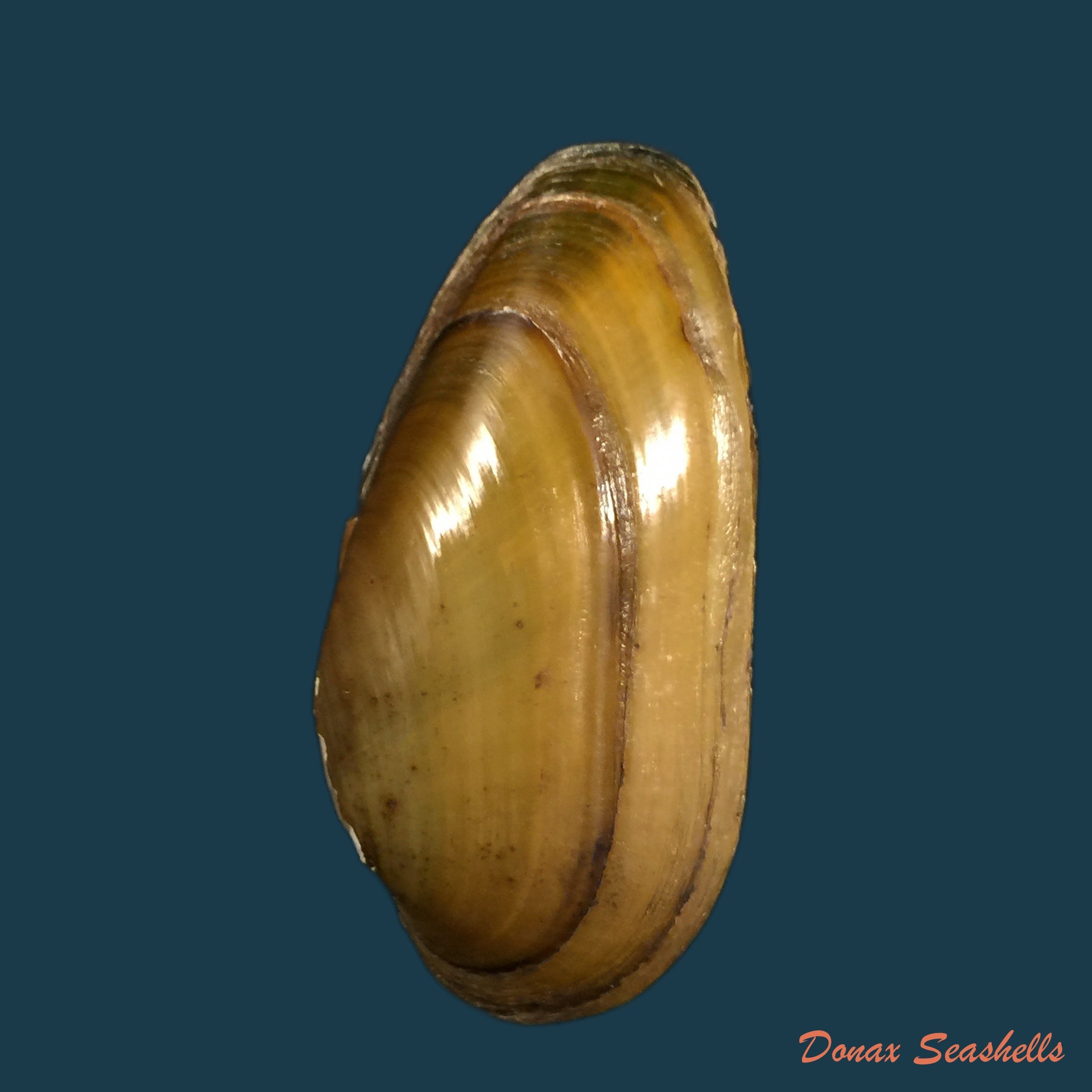 copia-de-unio-delphinus-spengler-1793-49-6mm-1