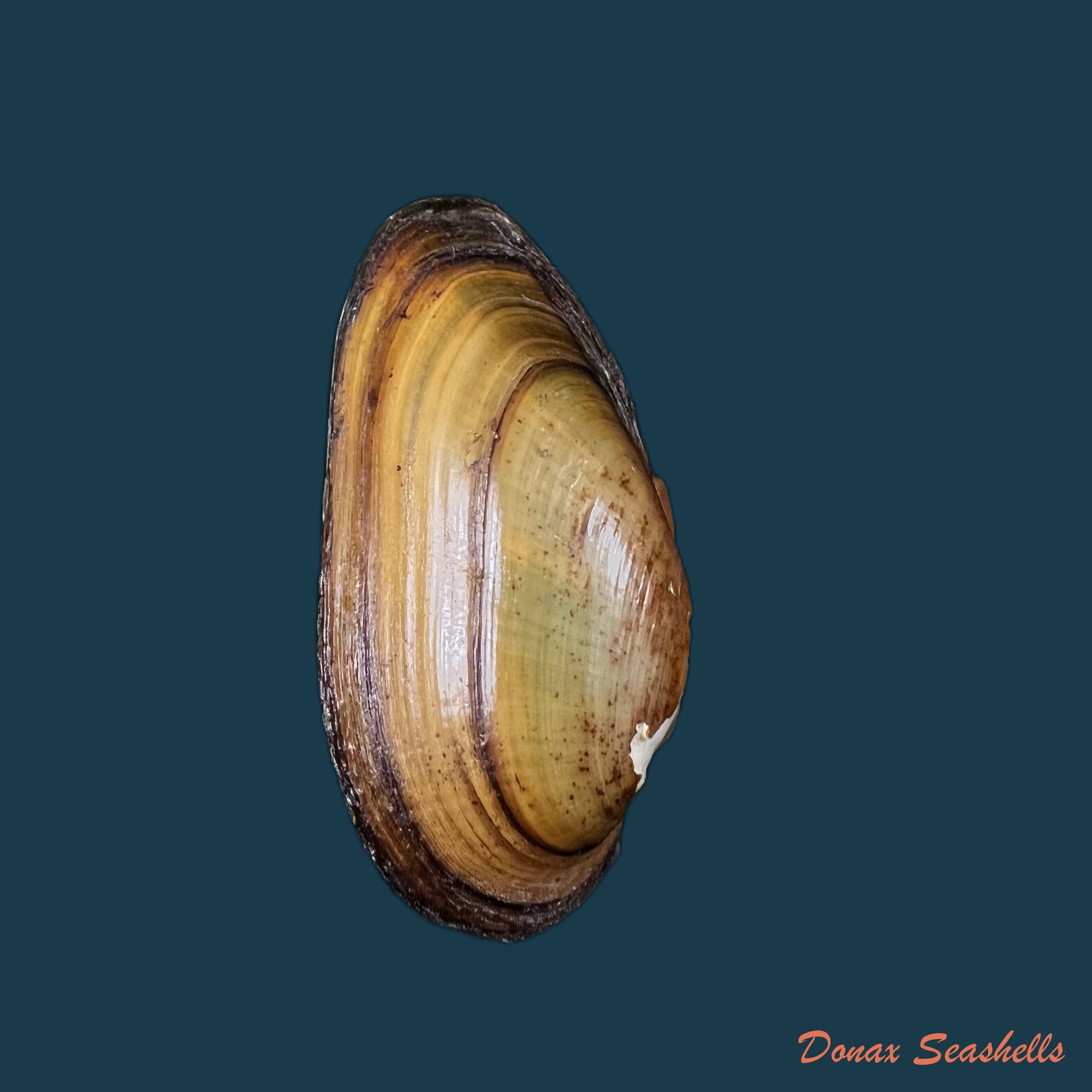 copia-de-unio-delphinus-spengler-1793-51-1mm