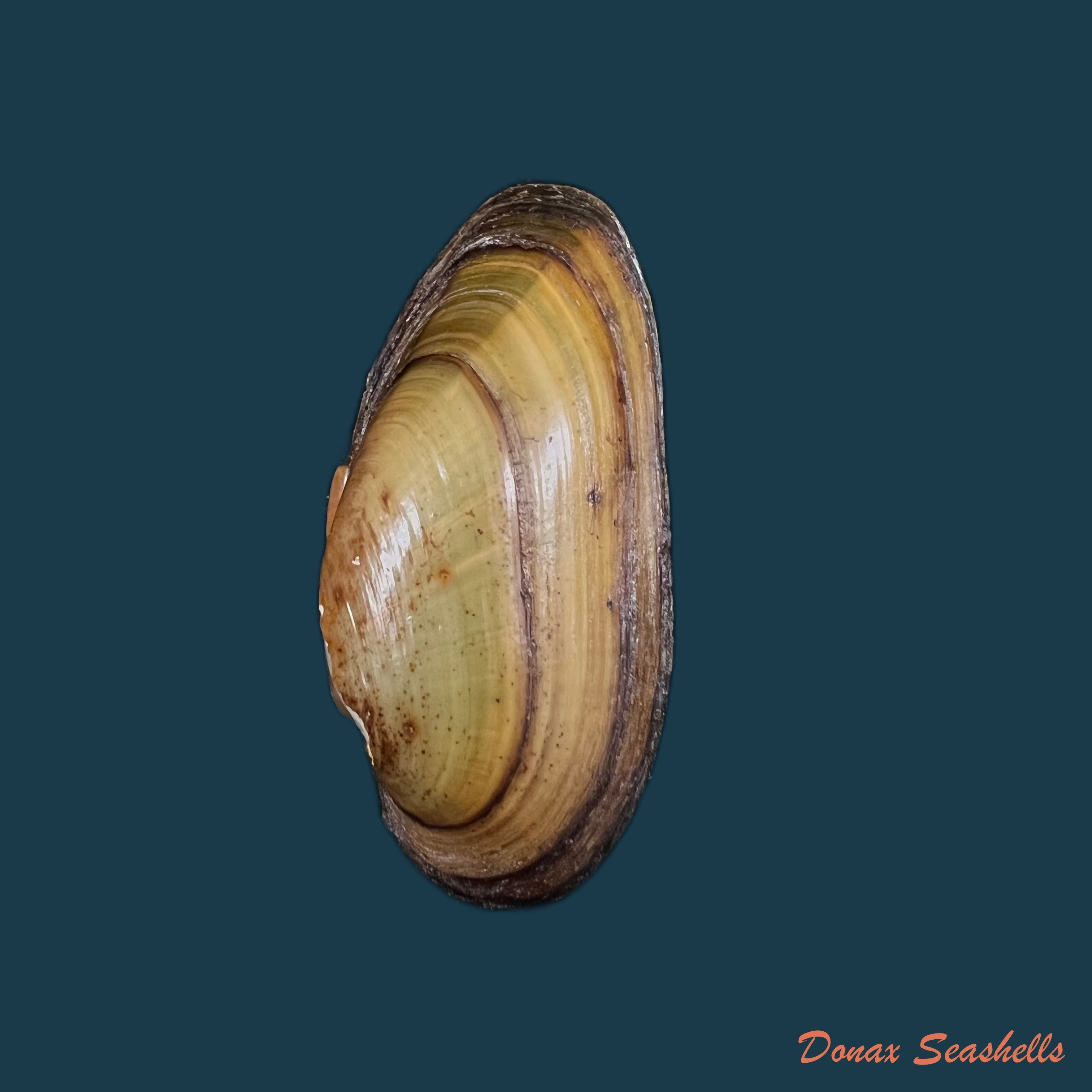 copia-de-unio-delphinus-spengler-1793-51-1mm