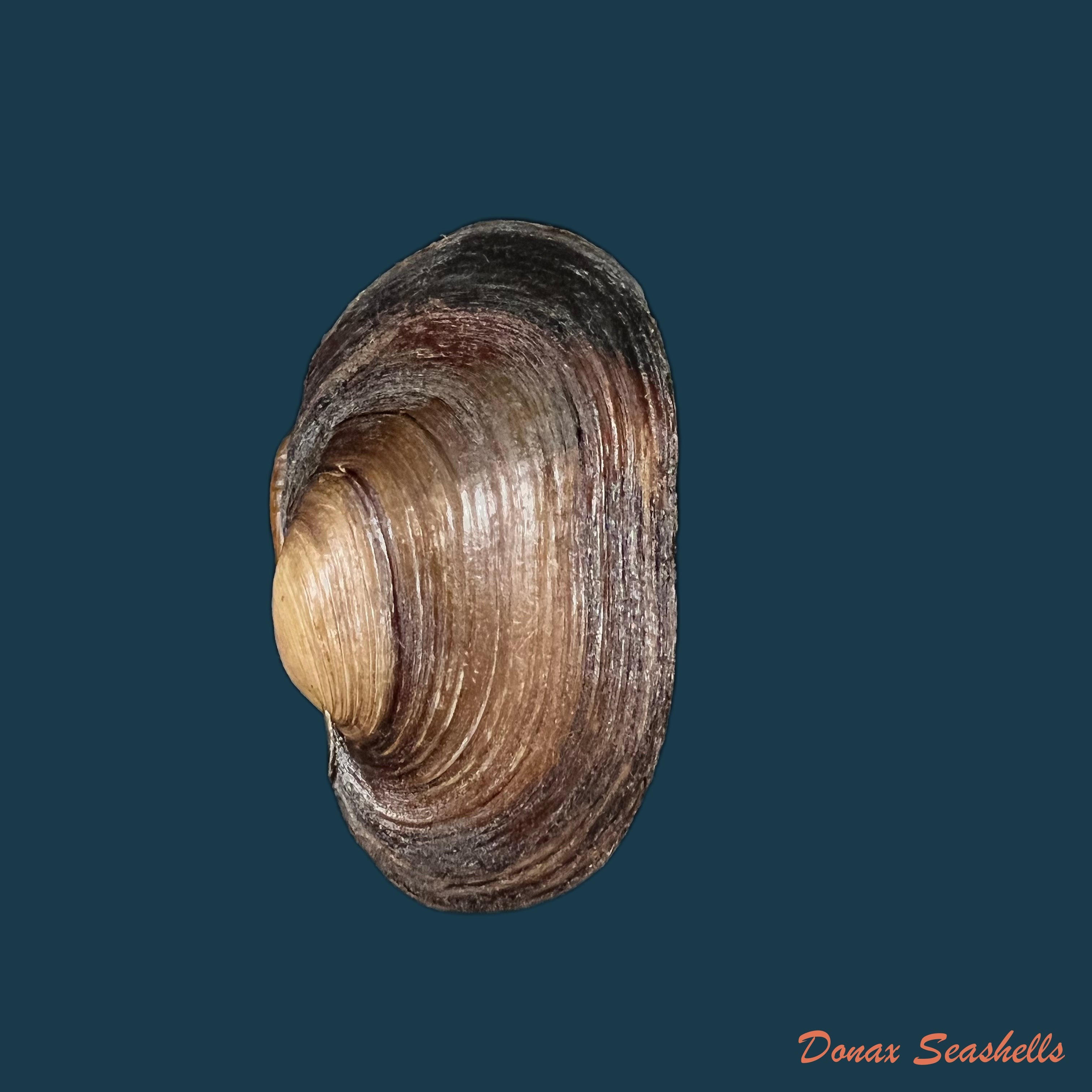 copia-de-unio-gibbus-spengler-1793-62mm