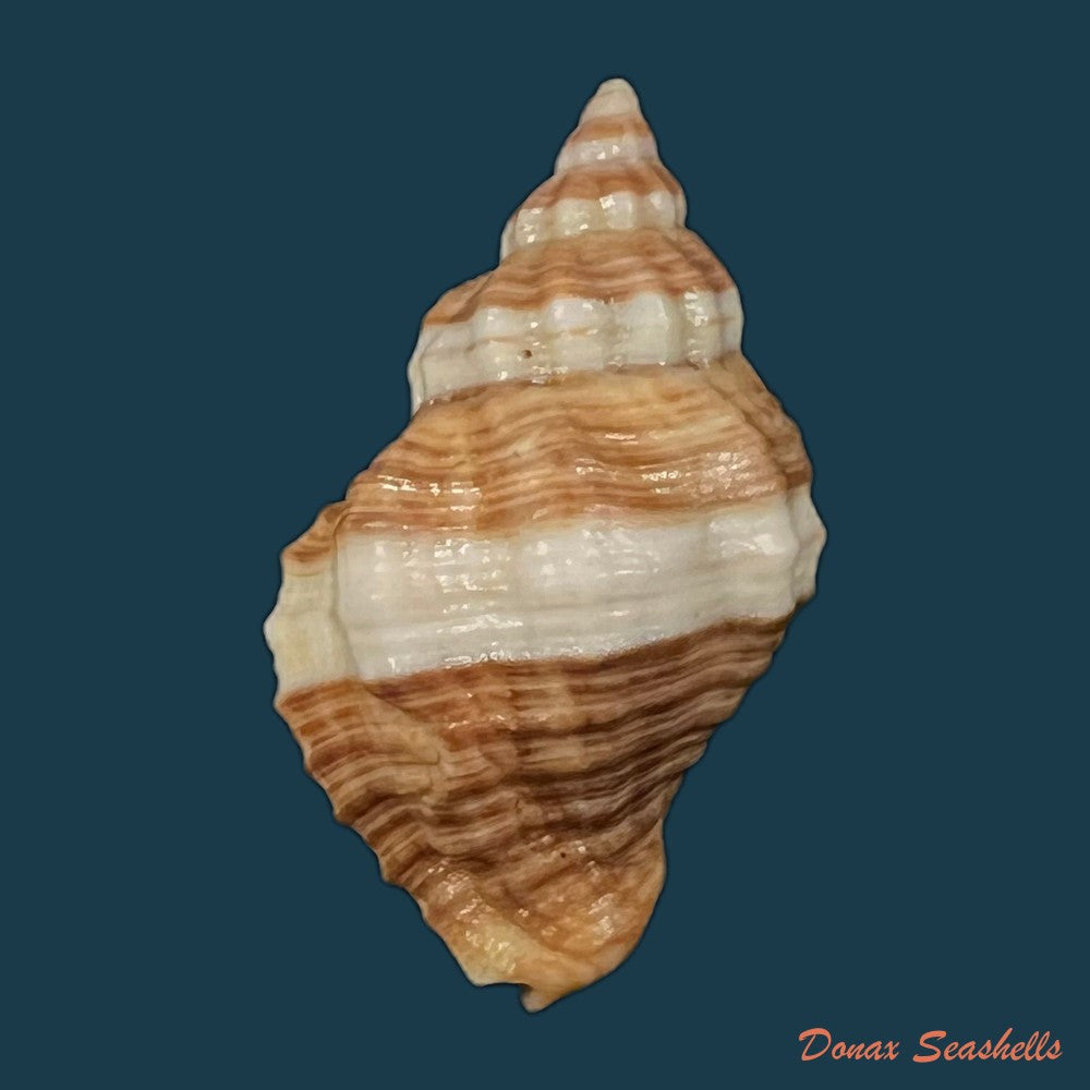copia-de-urosalpinx-haneti-petit-de-la-saussaye-1856-20-6mm-1