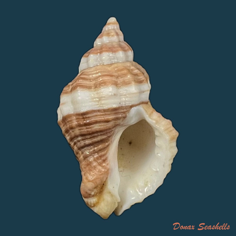copia-de-urosalpinx-haneti-petit-de-la-saussaye-1856-20-6mm-1