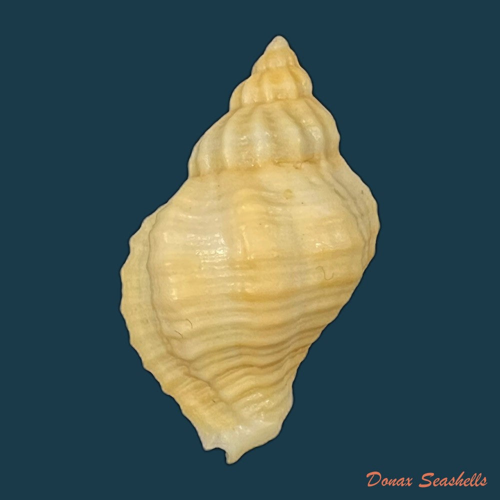 copia-de-urosalpinx-haneti-petit-de-la-saussaye-1856-20-6mm