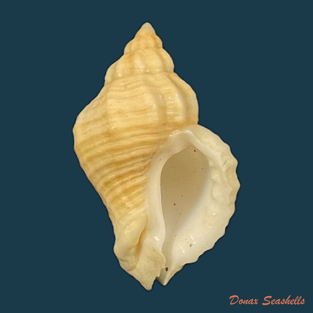 copia-de-urosalpinx-haneti-petit-de-la-saussaye-1856-20-6mm