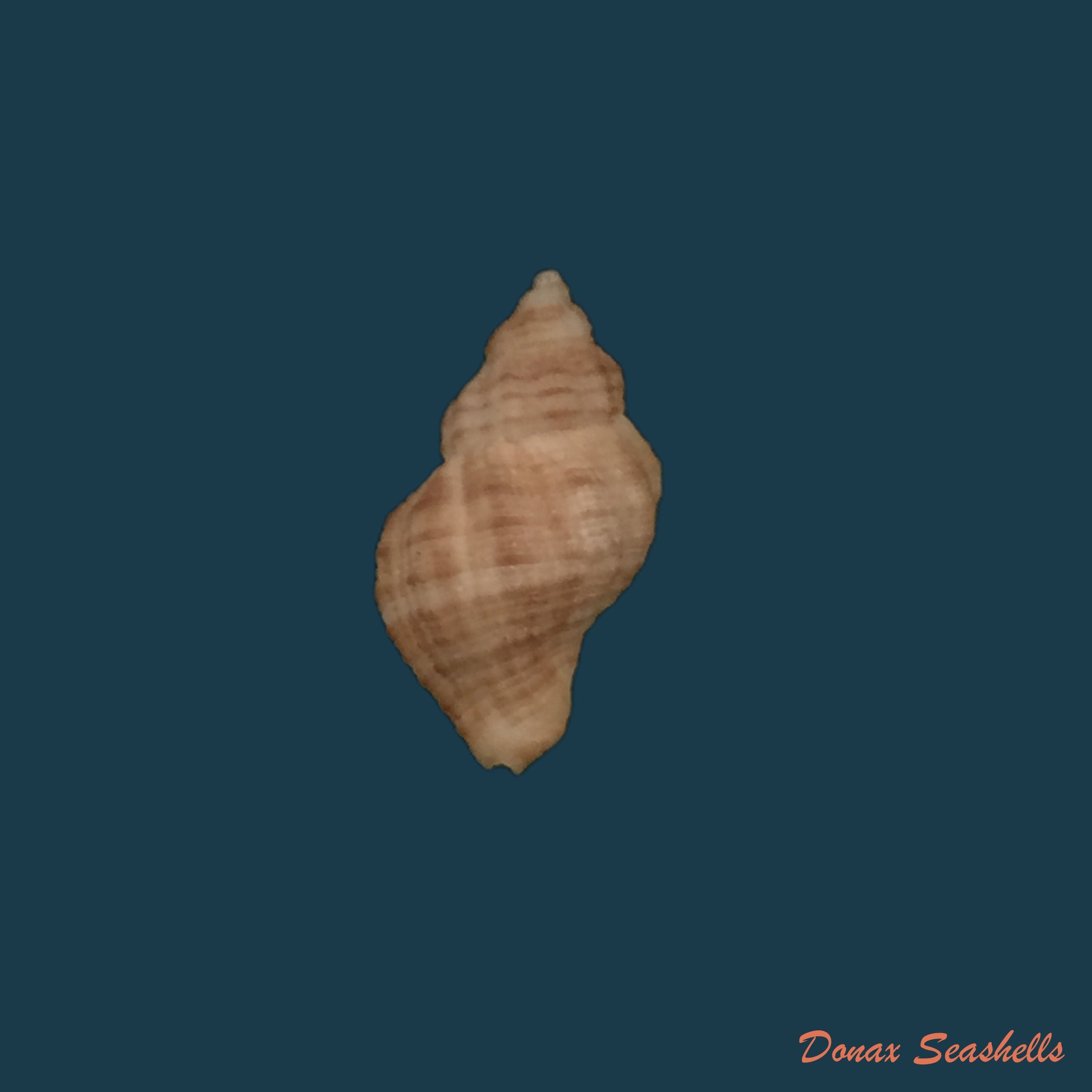 copia-de-urosalpinx-perrugata-conrad-1846-28-5mm