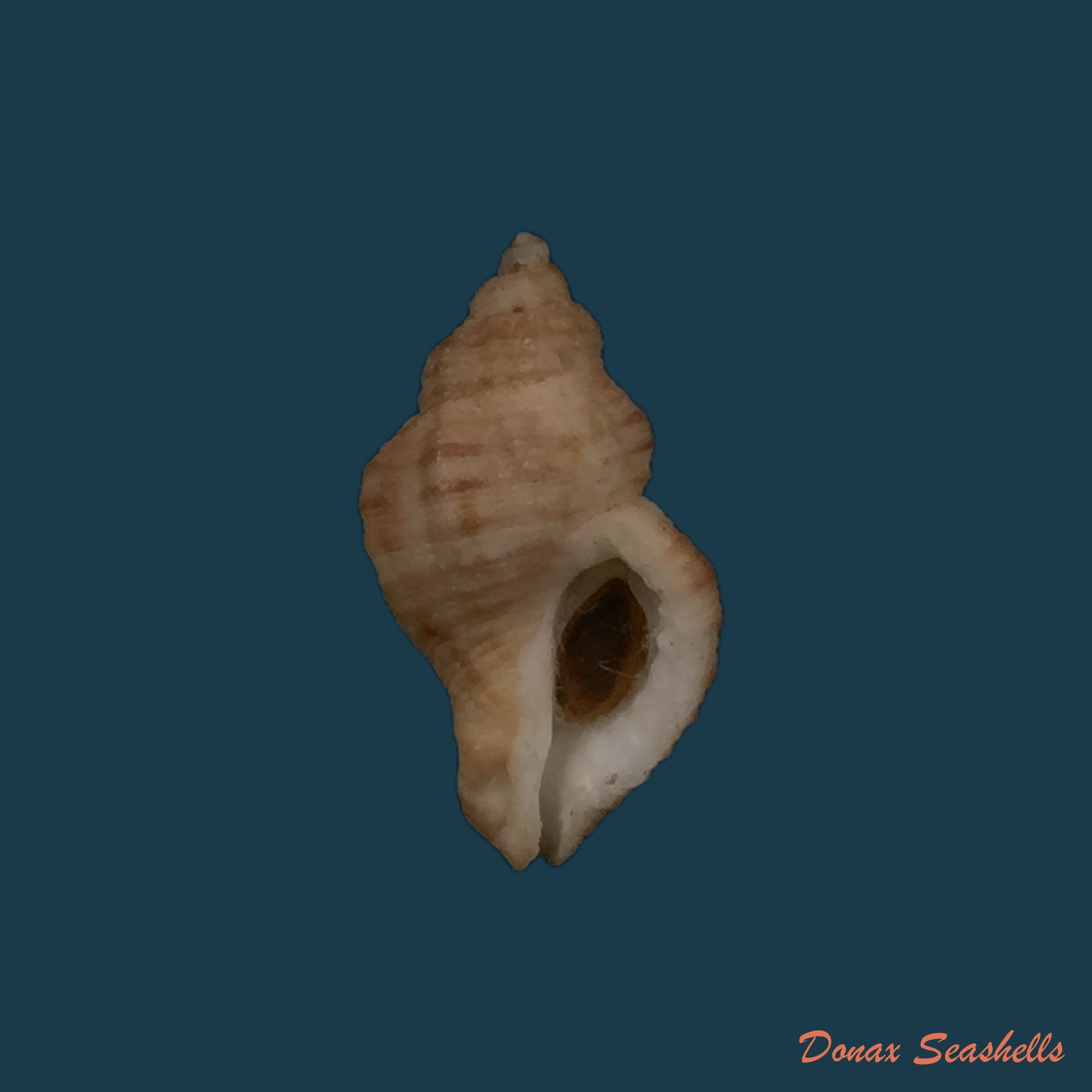 copia-de-urosalpinx-perrugata-conrad-1846-28-5mm