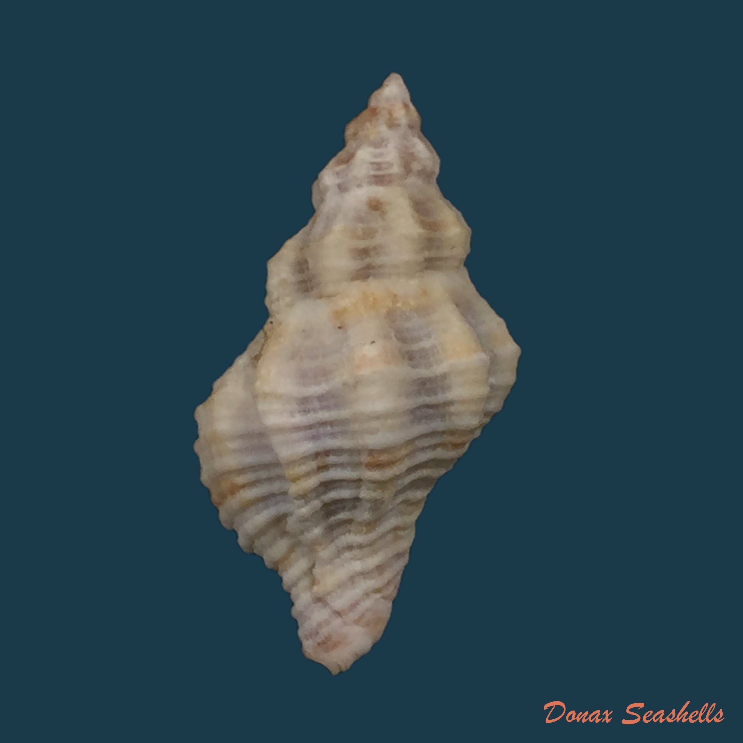 copia-de-urosalpinx-tampaensis-conrad-1846-21-5mm