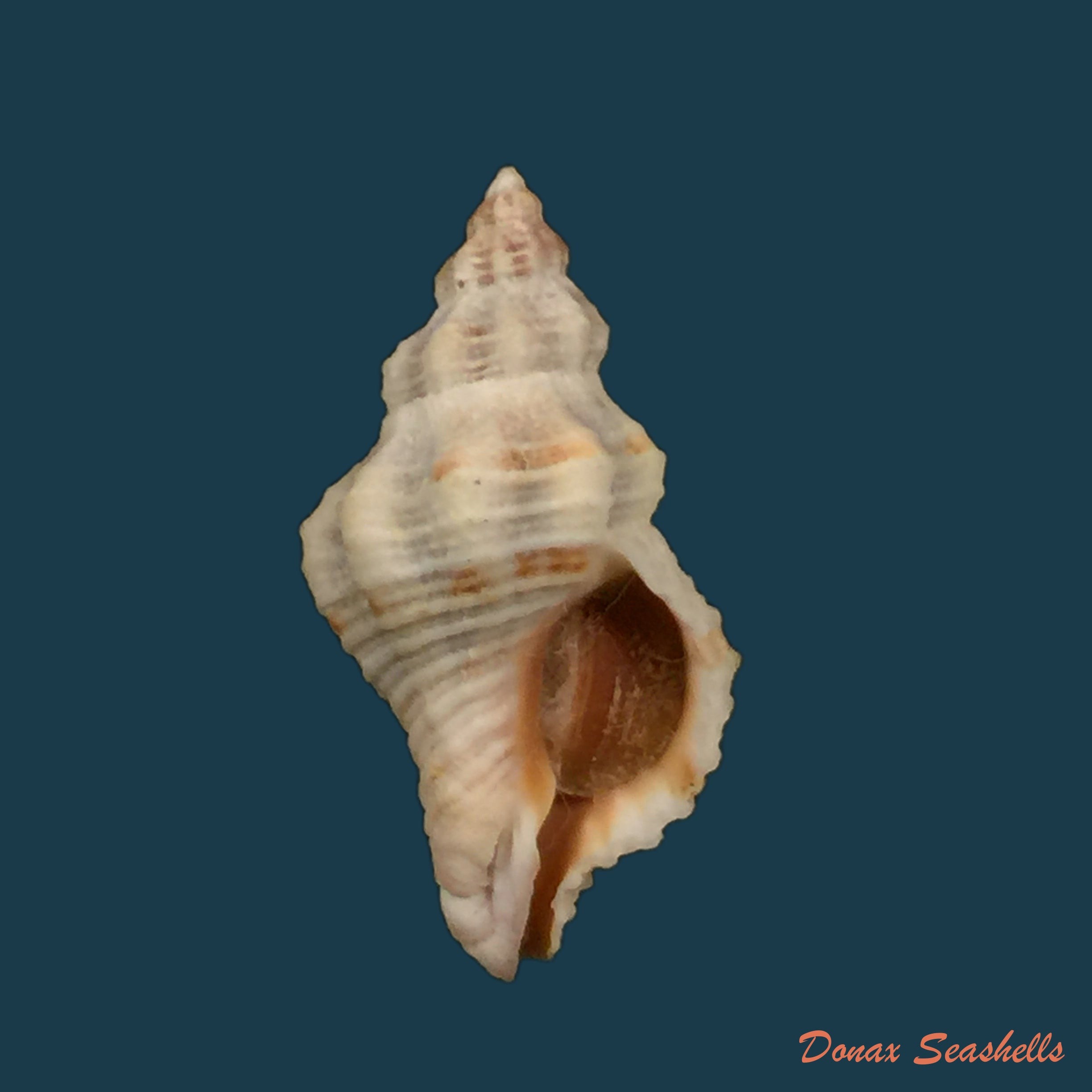 copia-de-urosalpinx-tampaensis-conrad-1846-21-5mm