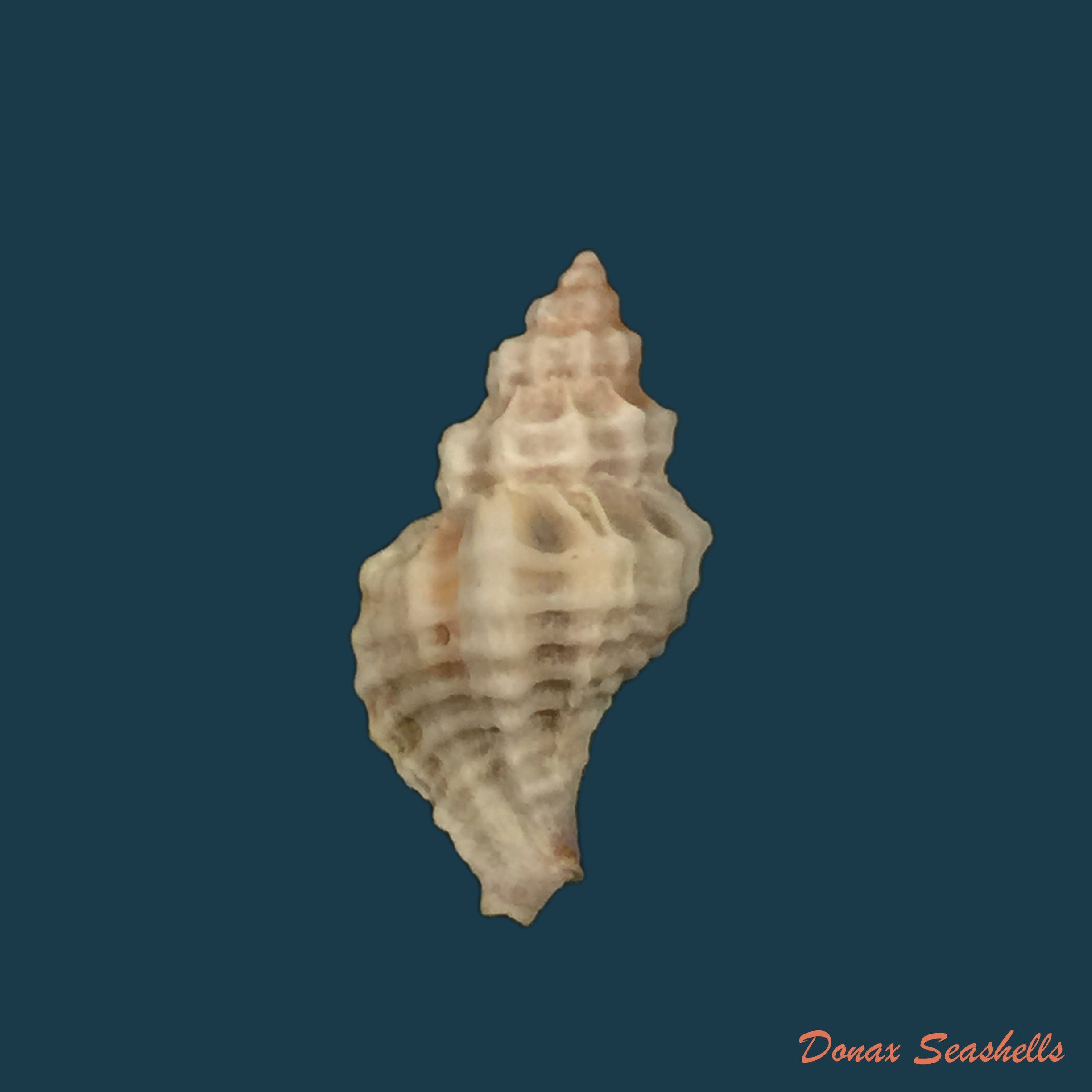 copia-de-urosalpinx-tampaensis-conrad-1846-22-8mm