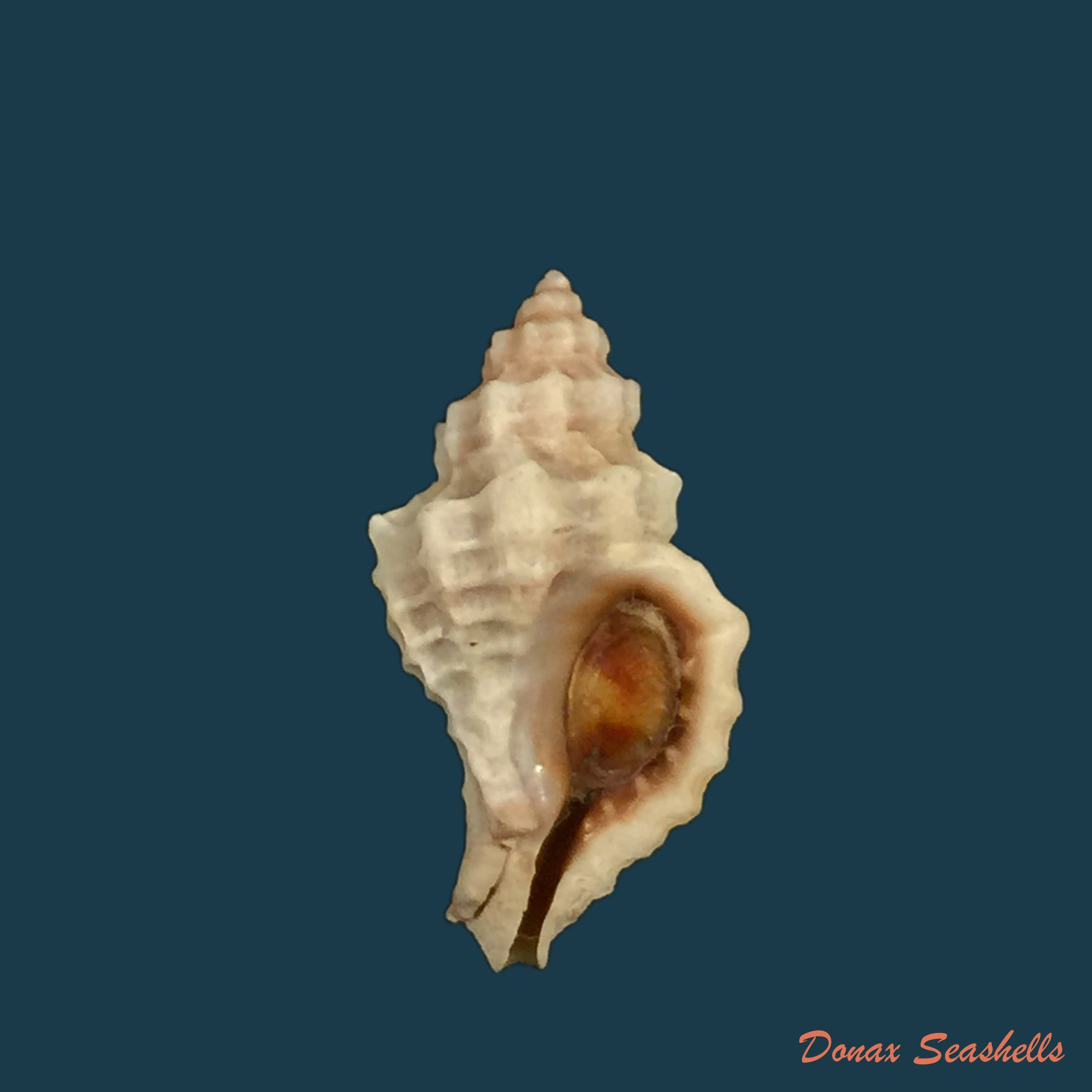 copia-de-urosalpinx-tampaensis-conrad-1846-22-8mm