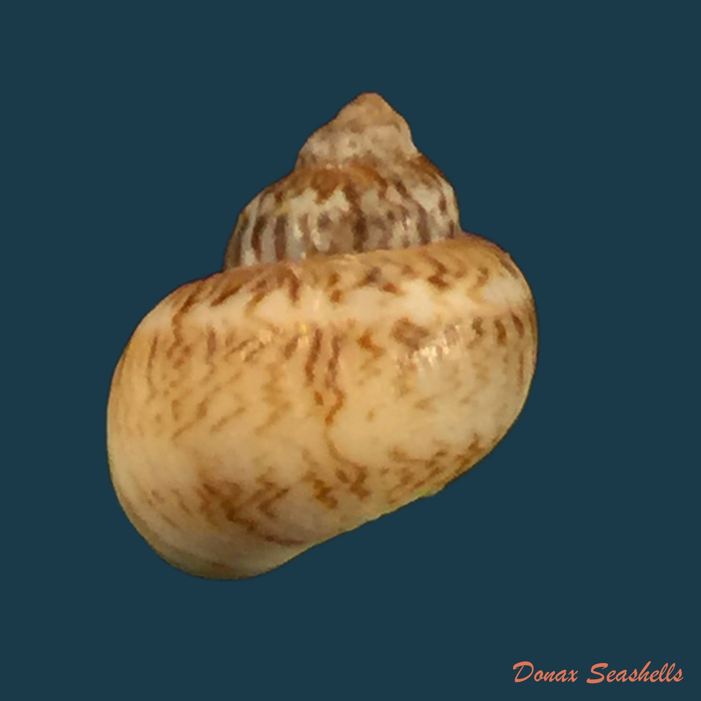 copia-de-vanikoro-cancellata-lamarck-1822-12-7mm