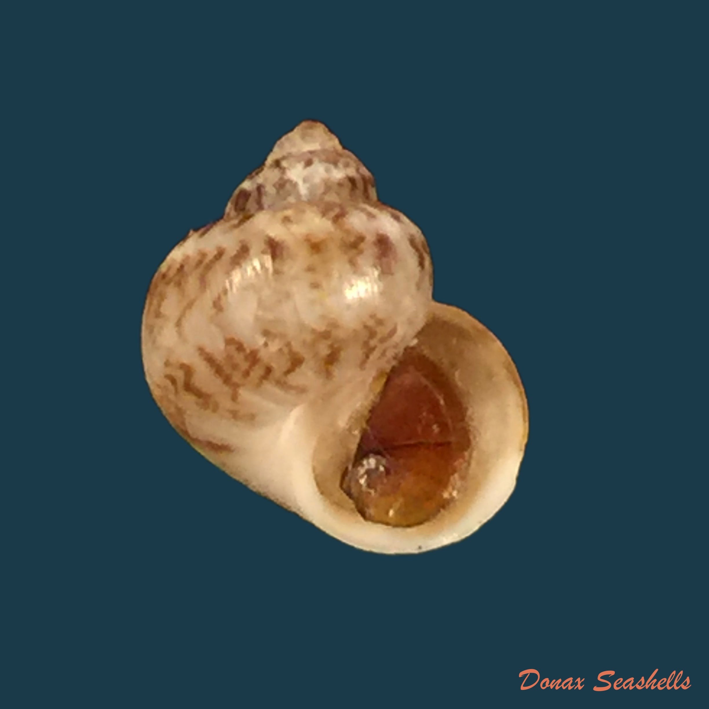 copia-de-vanikoro-cancellata-lamarck-1822-12-7mm
