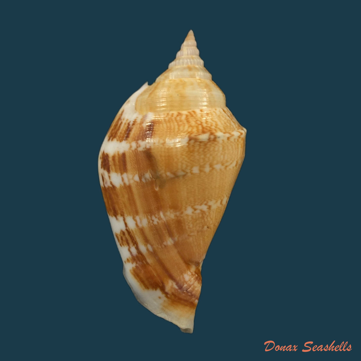 copia-de-varicospira-crispata-g-b-sowerby-ii-1842-22-2-mm