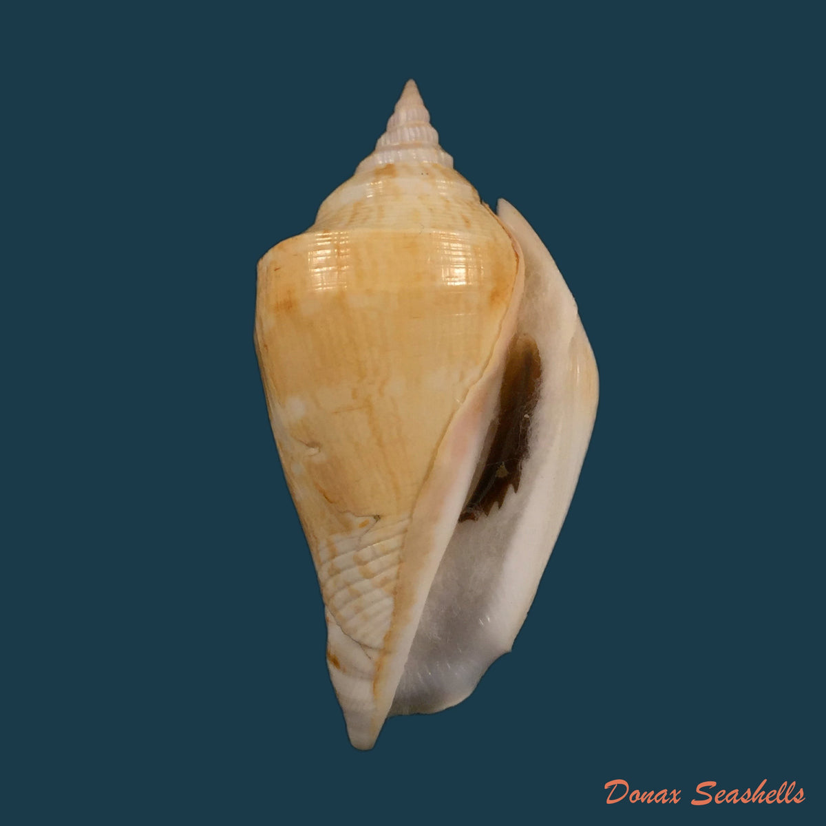 copia-de-varicospira-crispata-g-b-sowerby-ii-1842-22-2-mm
