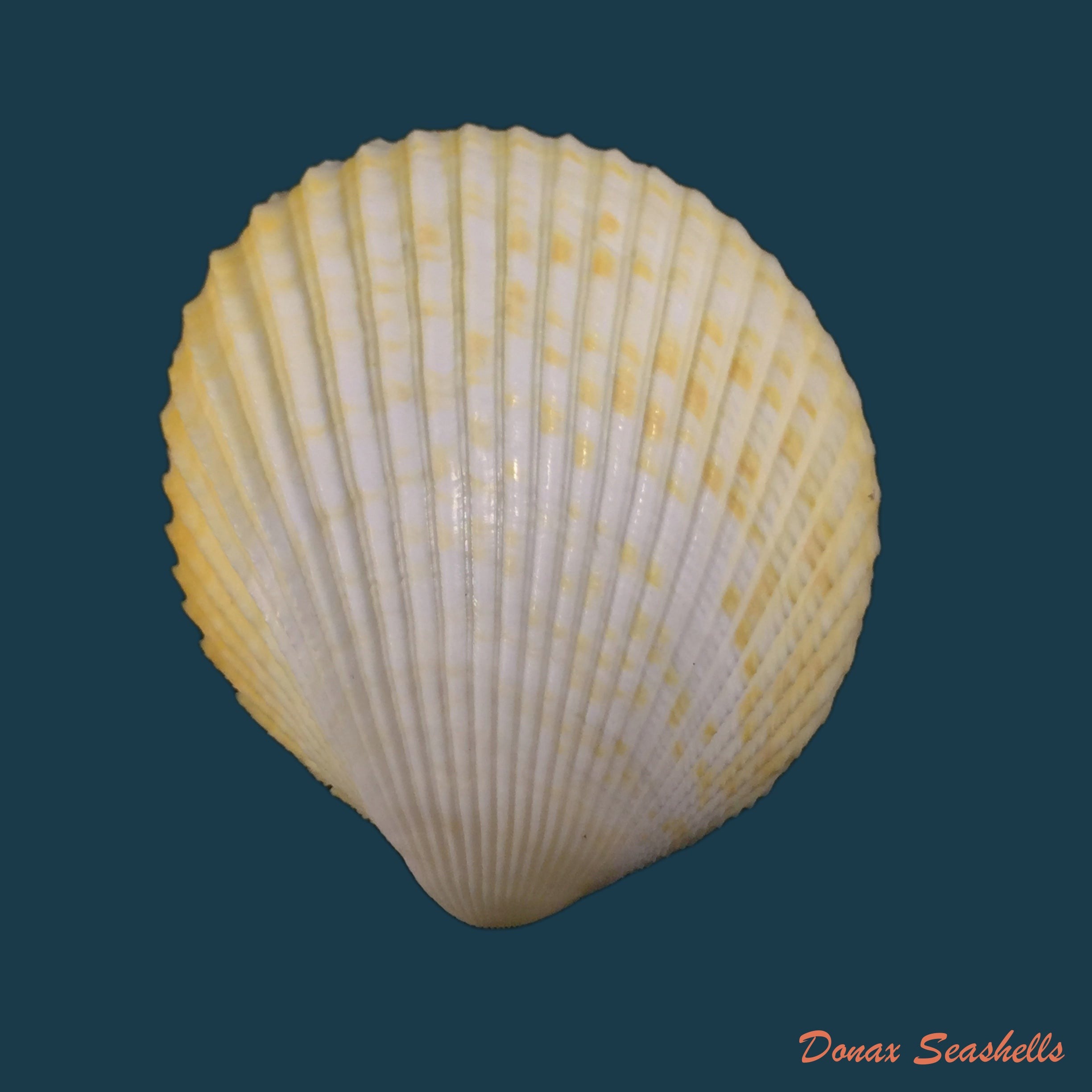 copia-de-vasticardium-angulatum-lamarck-1819