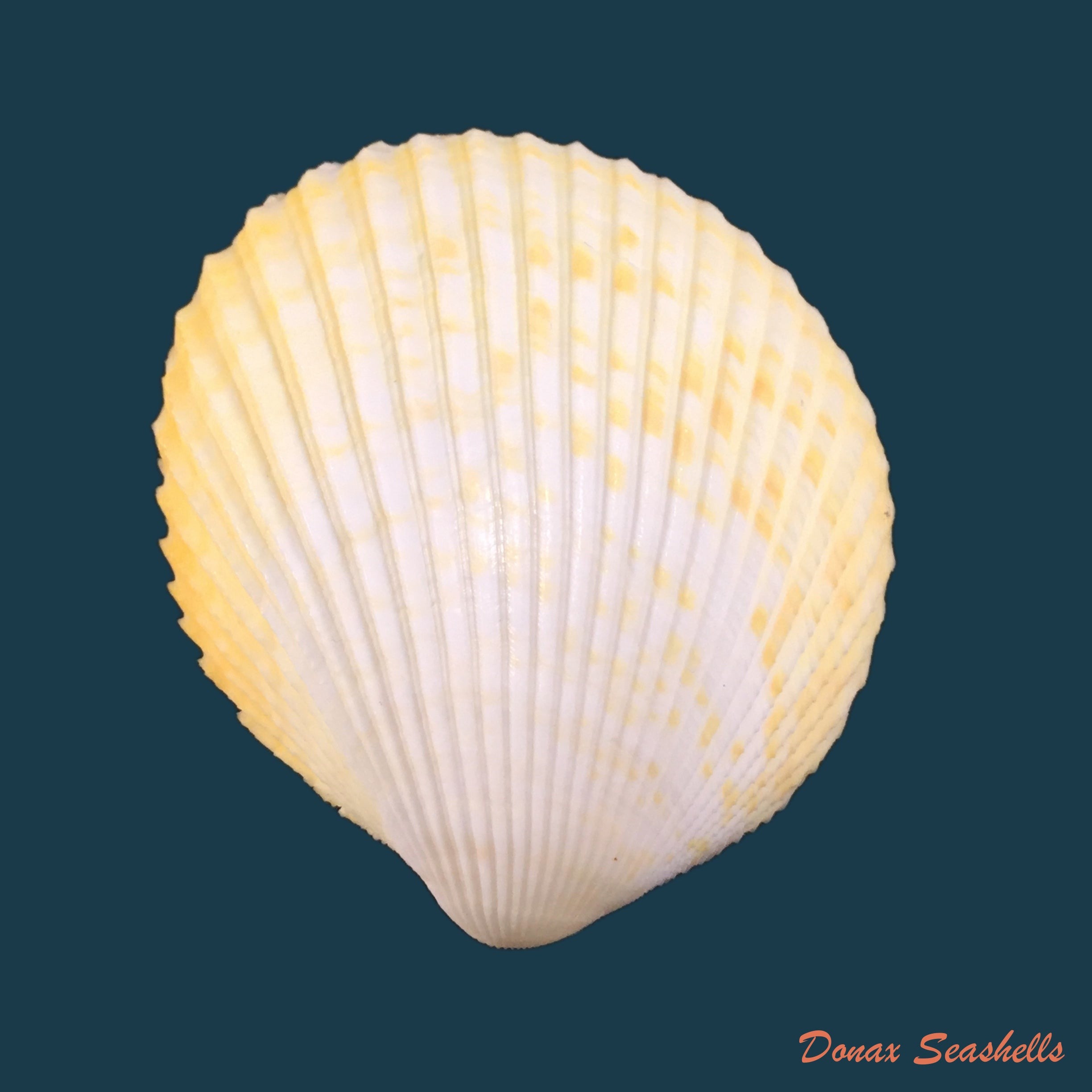 copia-de-vasticardium-angulatum-lamarck-1819