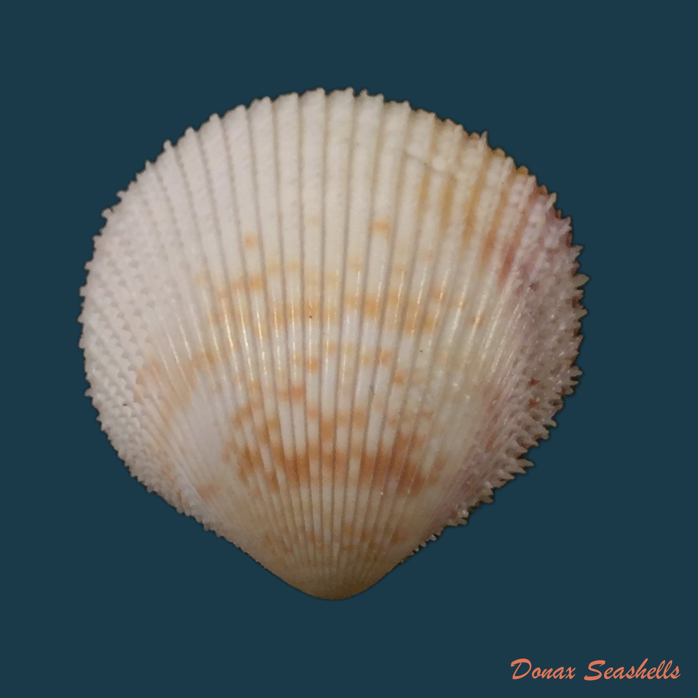 copia-de-vasticardium-angulatum-lamarck-1820