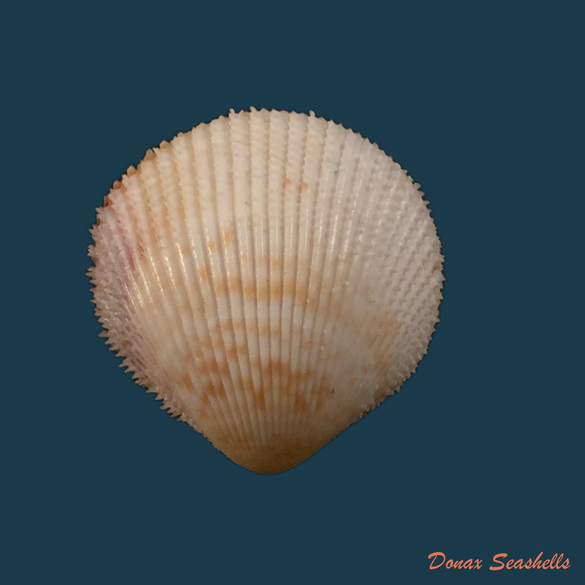 copia-de-vasticardium-angulatum-lamarck-1820