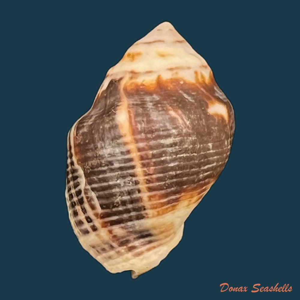 copia-de-vasula-deltoidae-lamarck-1822-34-36mm