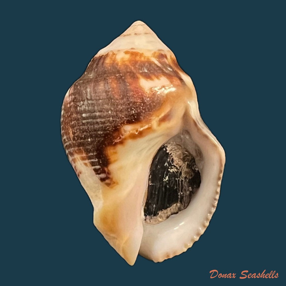 copia-de-vasula-deltoidae-lamarck-1822-34-36mm