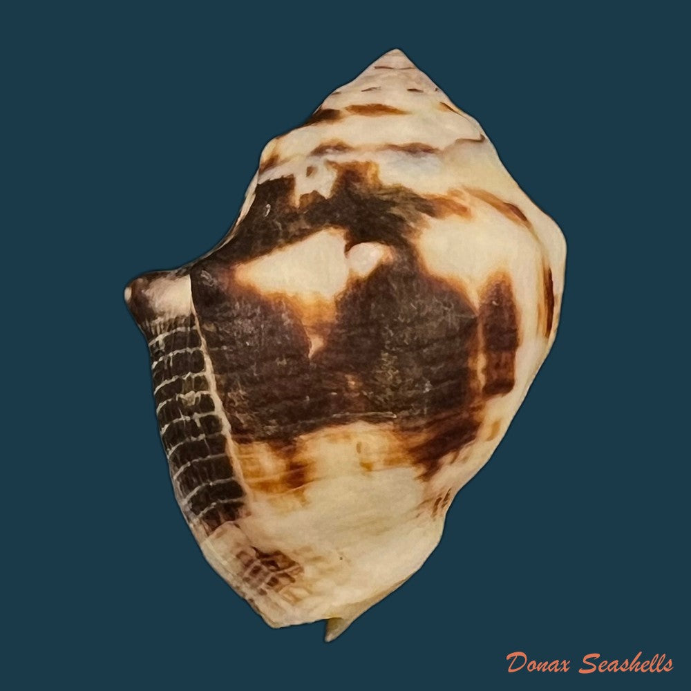 copia-de-vasula-deltoidae-lamarck-1822-34-9mm