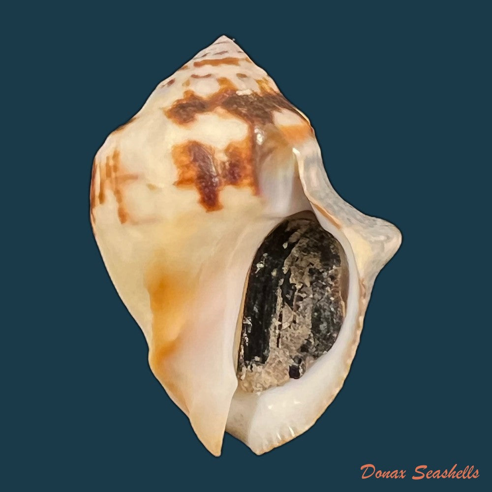 copia-de-vasula-deltoidae-lamarck-1822-34-9mm