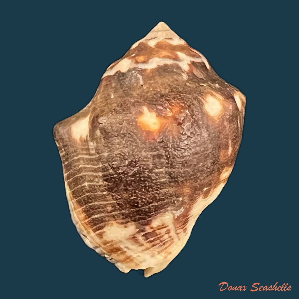 copia-de-vasula-deltoidae-lamarck-1822-38-1mm