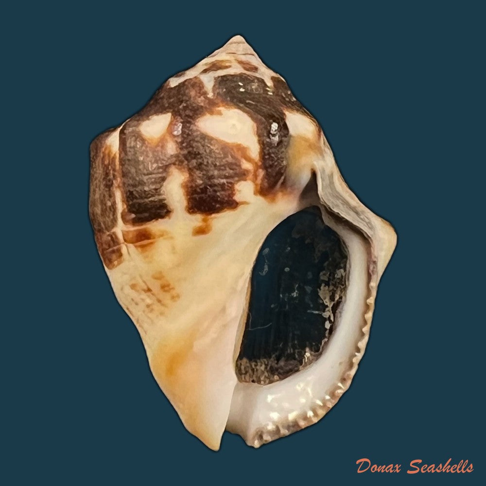 copia-de-vasula-deltoidae-lamarck-1822-38-1mm