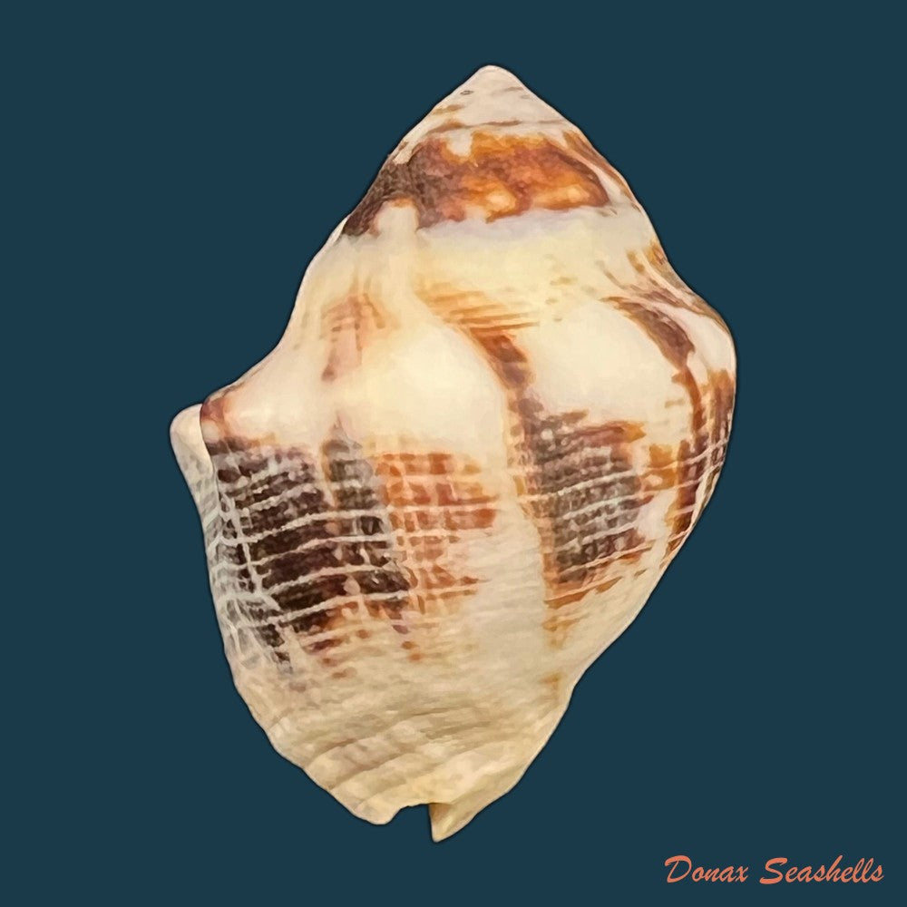 copia-de-vasula-deltoidae-lamarck-1822-38-7mm-1