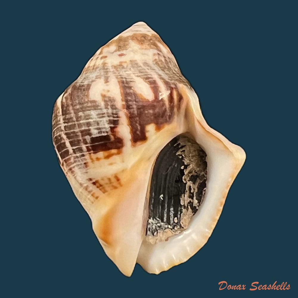 copia-de-vasula-deltoidae-lamarck-1822-38-7mm-1