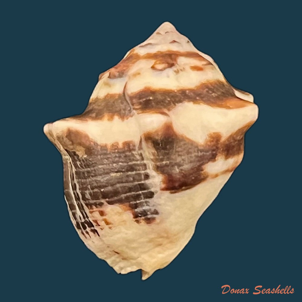 copia-de-vasula-deltoidae-lamarck-1822-43-6mm