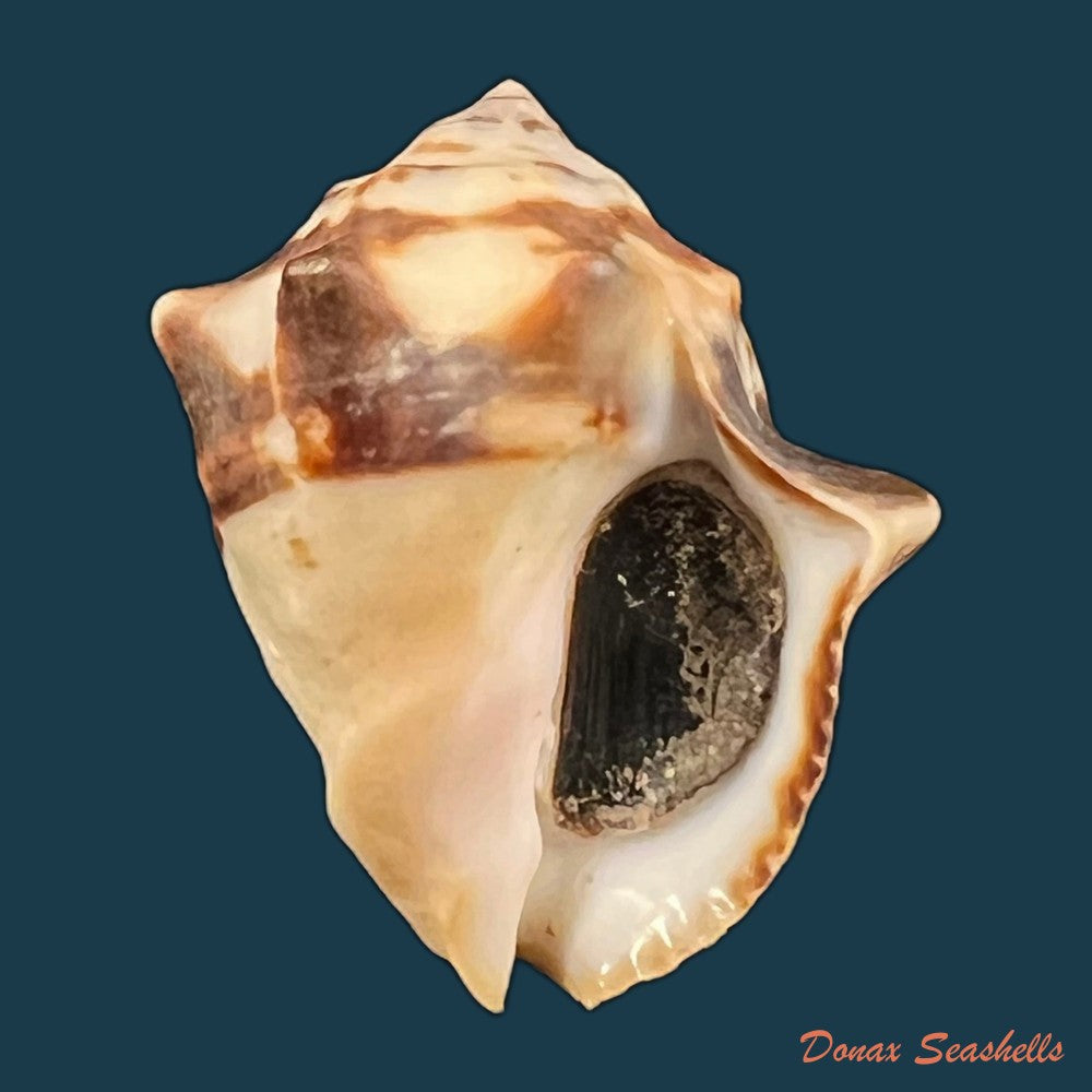 copia-de-vasula-deltoidae-lamarck-1822-43-6mm