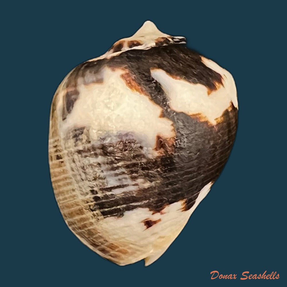 copia-de-vasula-melones-duclos-1836