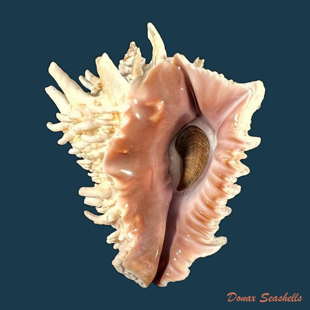 copia-de-vasum-cassiforme-kiener-1840-110-7mm