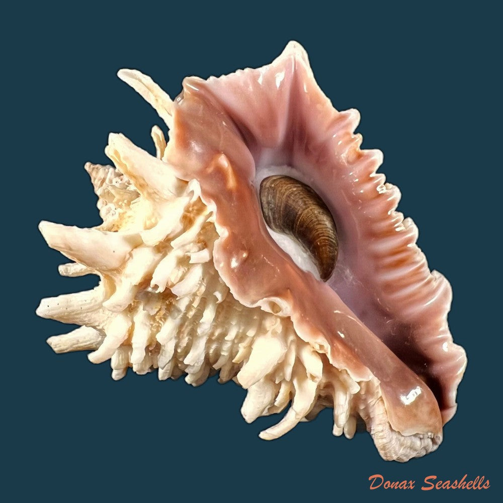 copia-de-vasum-cassiforme-kiener-1840-110-7mm